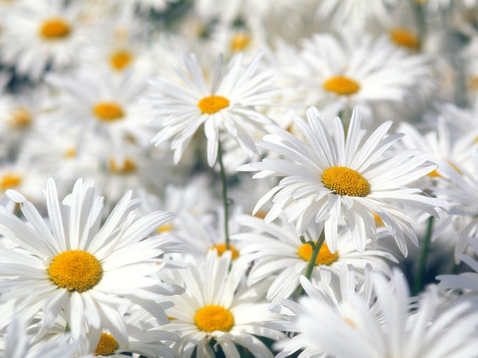 daisies, oxeye, 720P, flowers, plentiful, white, hd, HD Wallpaper