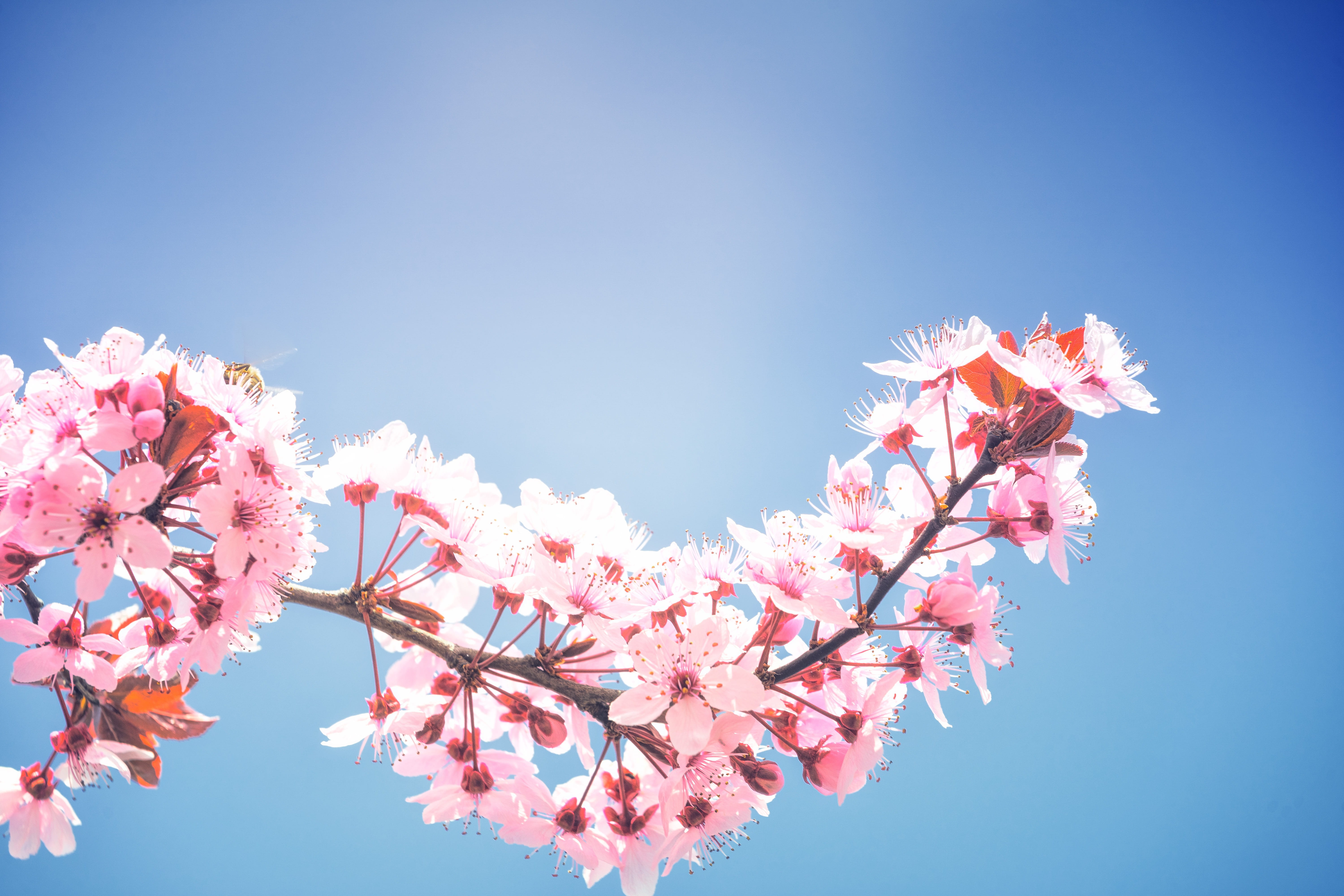 clear sky, flowering plant, low angle view, vulnerability, fragility, hell, blossom, blue background, day, pink color, flora, tree, 5K, springtime, growth, HD Wallpaper