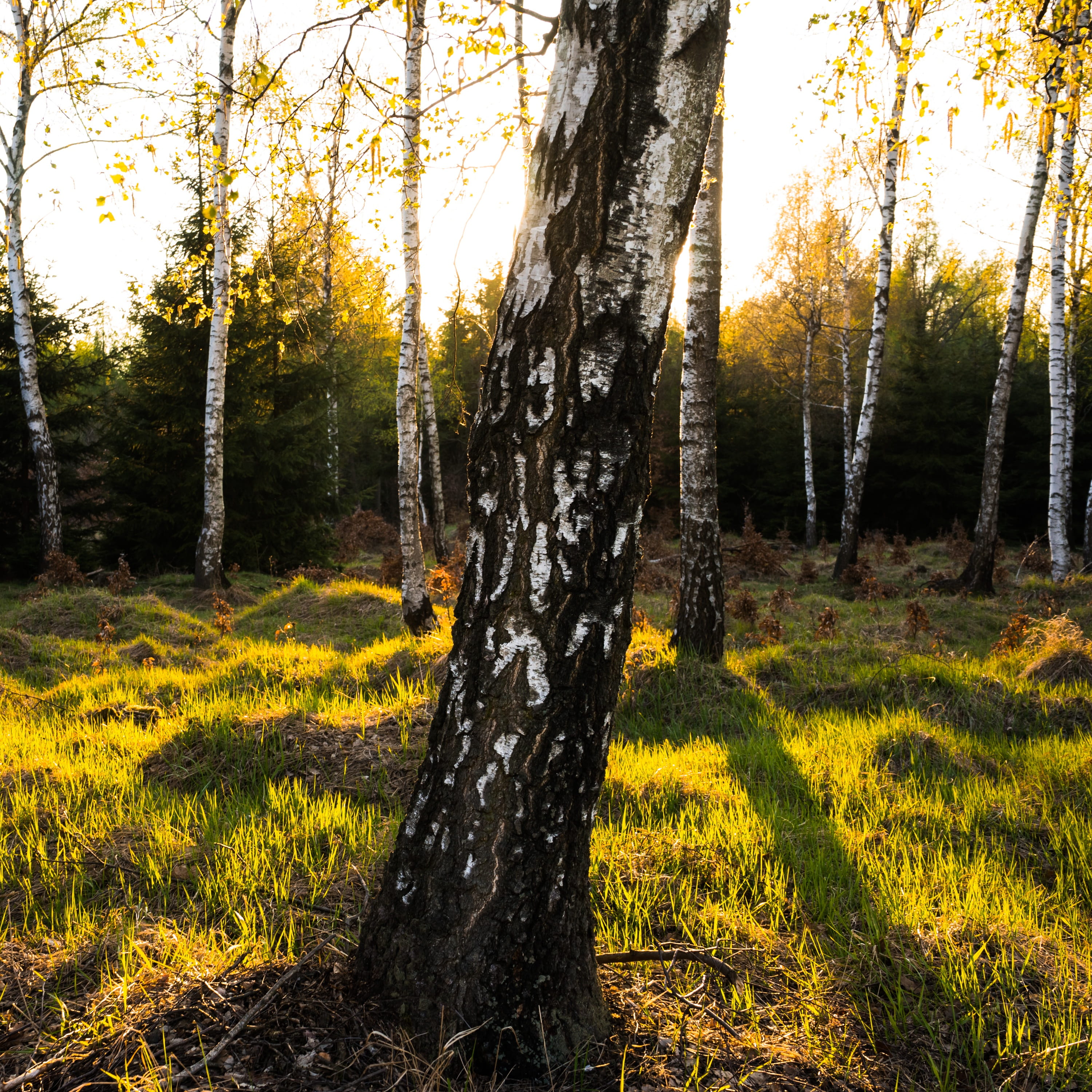 plant, bright, sun, environment, non-urban scene, light, tranquil scene, forest, landscape, sunlight, nature, growth, flora, outdoors, spring, czech republic, Phone HD Wallpaper