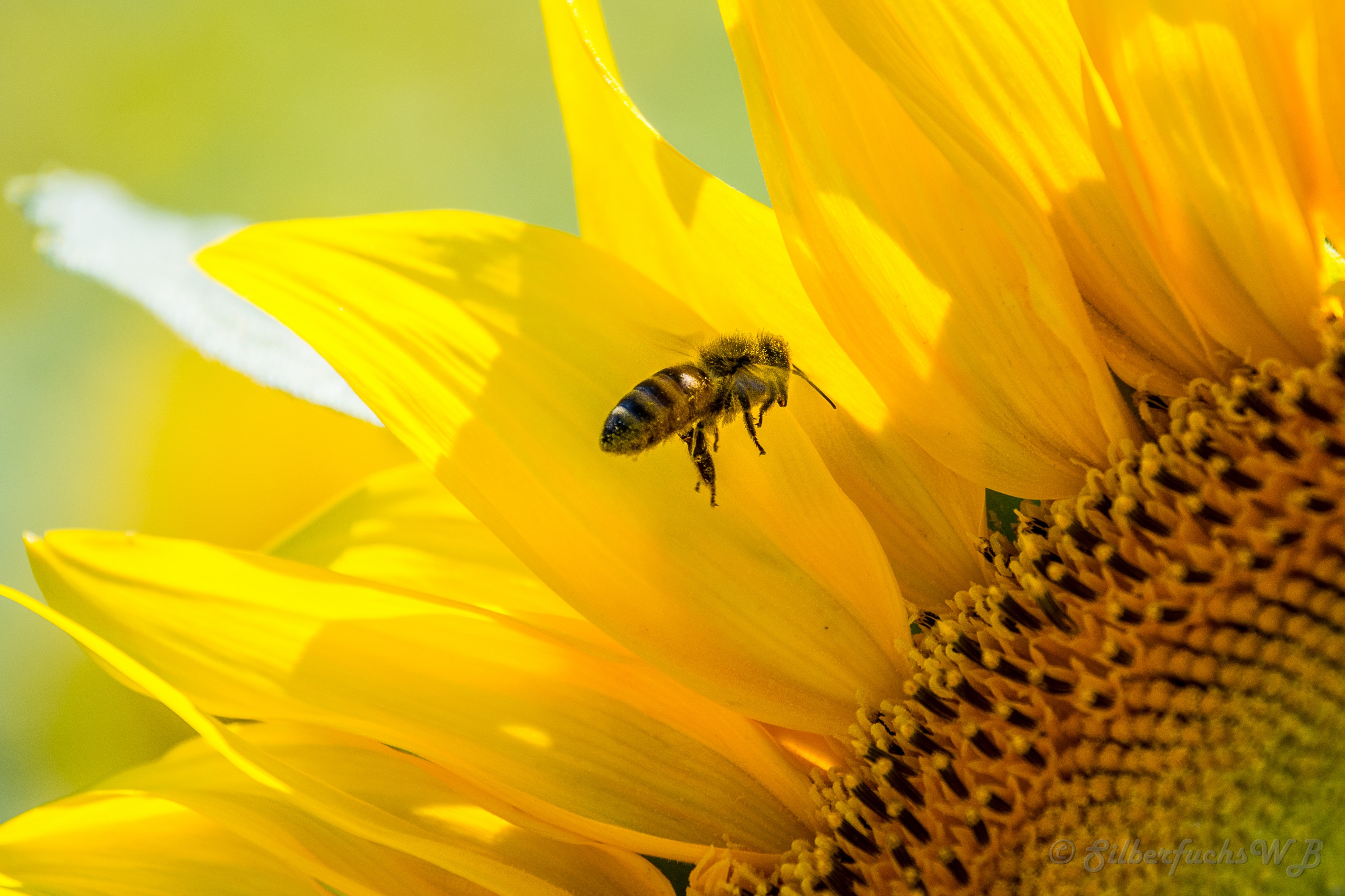 close-up, plant, pollination, black, flower head, photo, close, macro, freshness, yellow, animals in the wild, bloom, blossom, fragility, growth, animal, HD Wallpaper