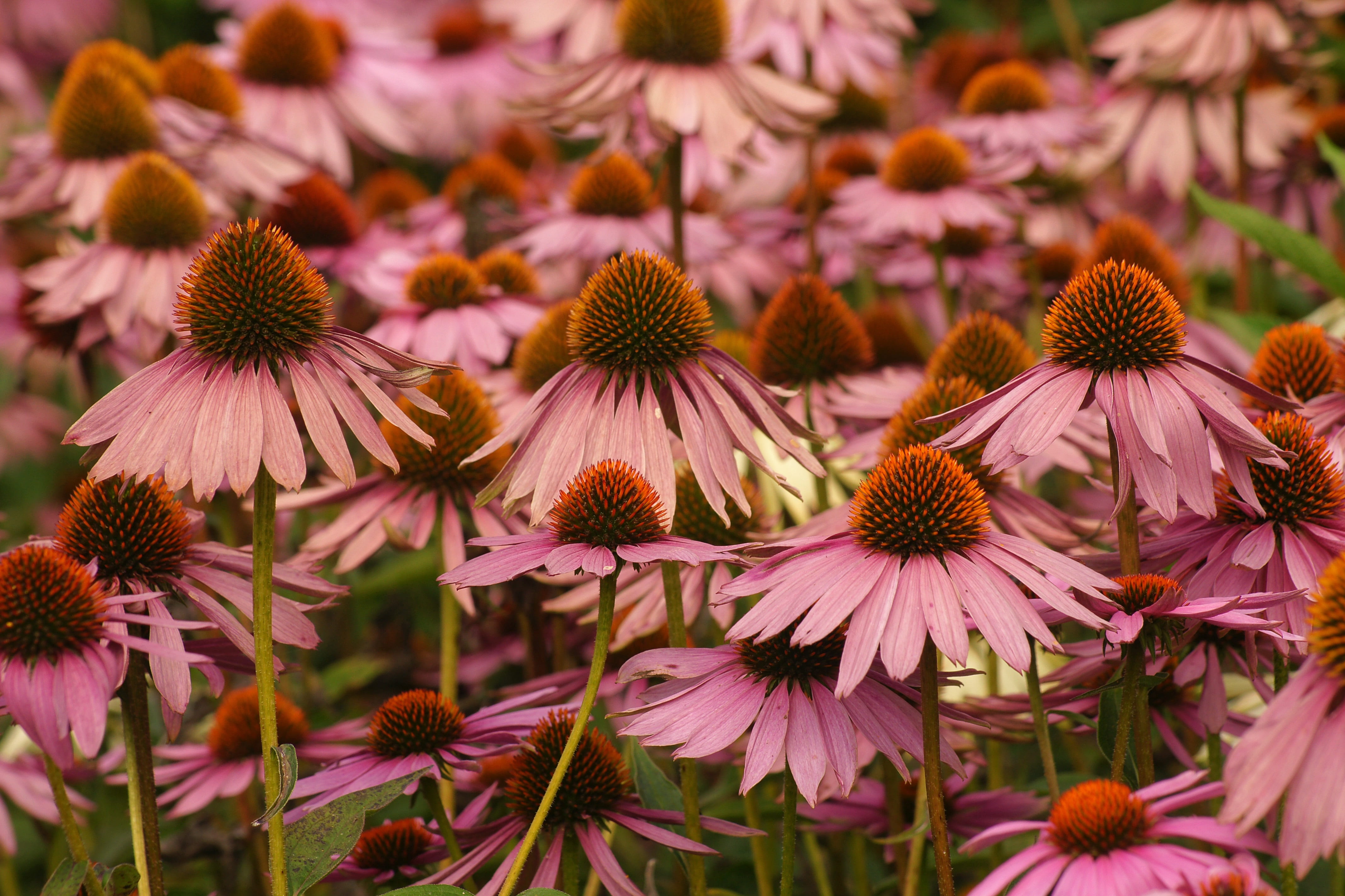 purple, blooming, flowering plant, nature, echinicea, natural, summer, focus on foreground, flower head, inflorescence, coneflower, vulnerability, gardening, HD Wallpaper