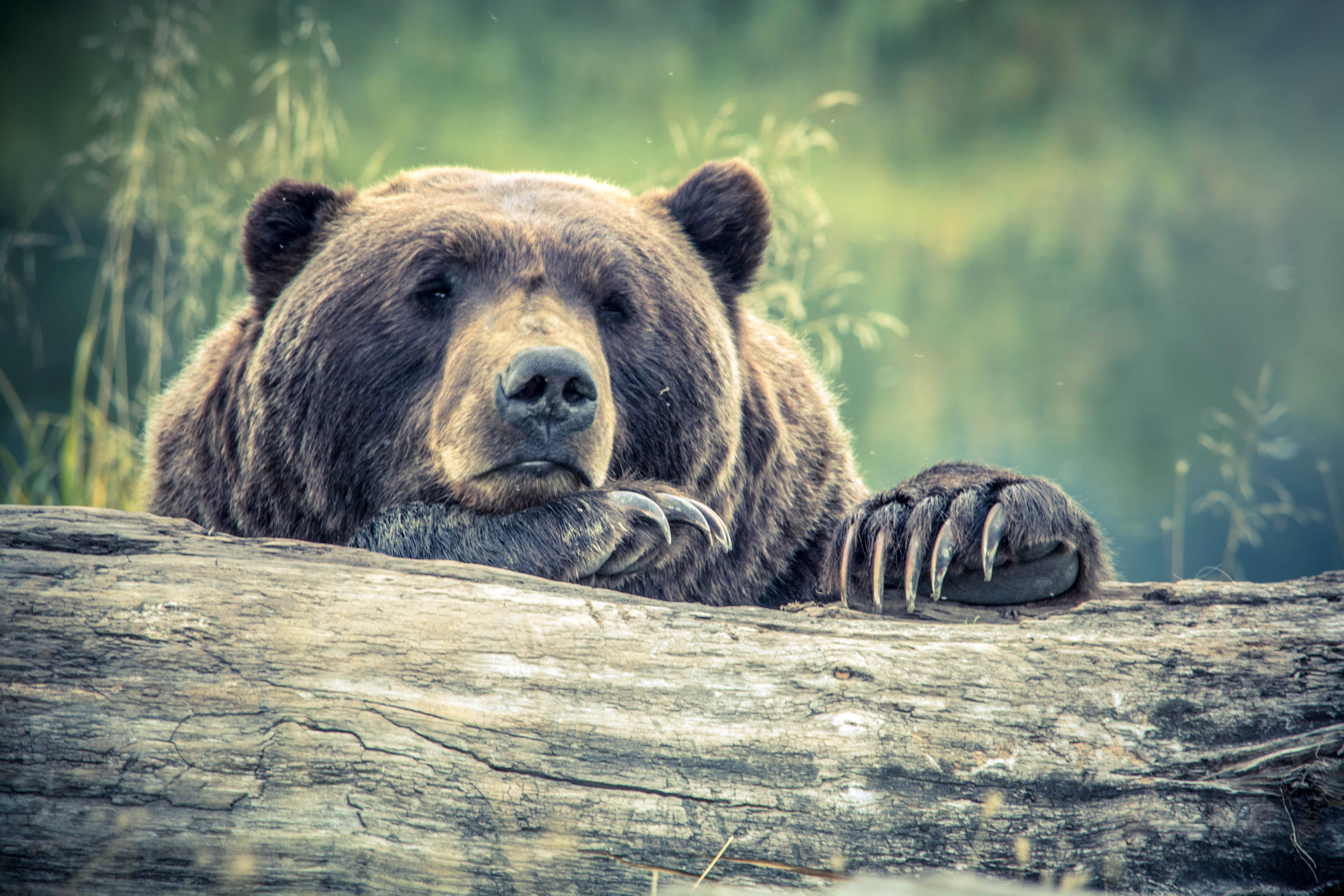animals In The Wild, animal wildlife, animal head, carnivore, large, Peering, wildlife, fallen, animal, brown, vertebrate, resting, Bear, 5K, plant, photos, HD Wallpaper