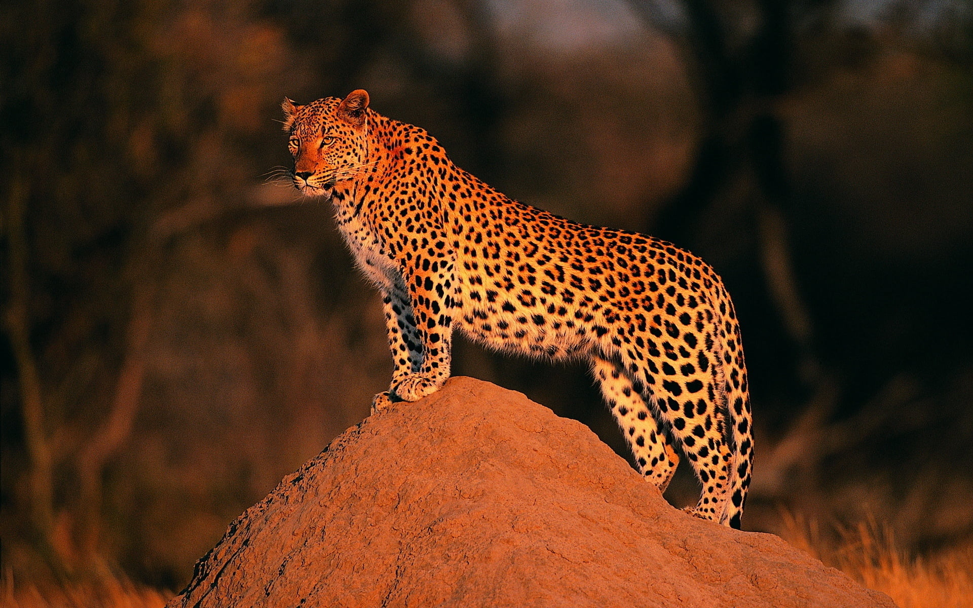 peers, cat, animal themes, outdoors, undomesticated cat, animals in the wild, tree, cheetah, big cat, one animal, no people, leopard, feline, side view, HD Wallpaper