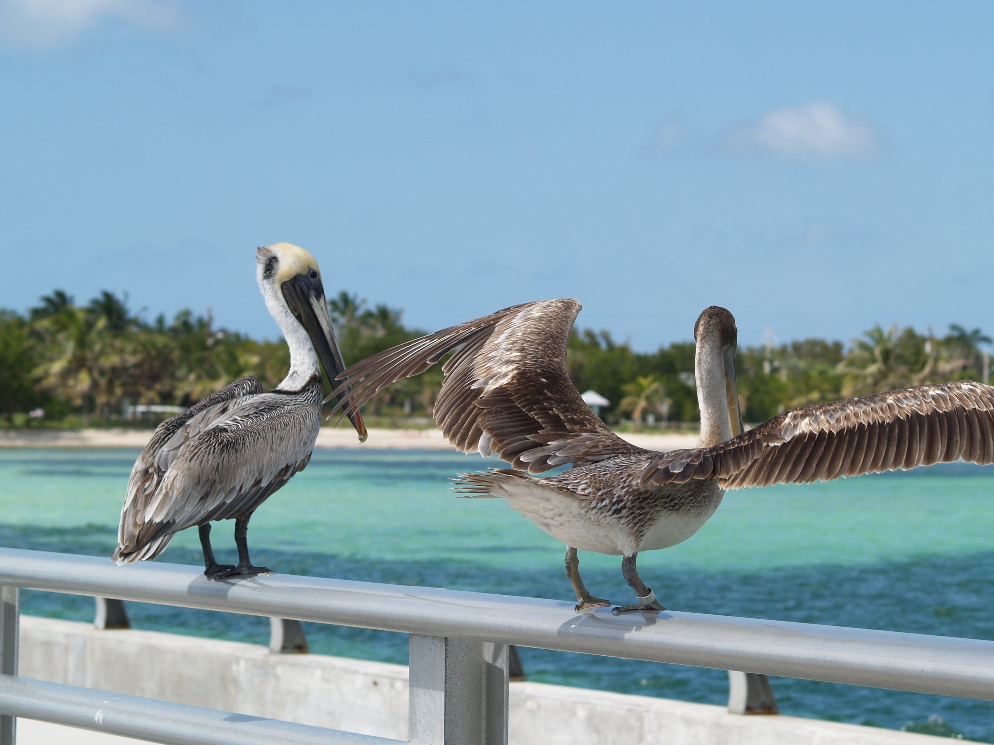 key west, vertebrate, 2K, day, water, animal wildlife, two animals, nature, pelican, railing, animal, sky, sea, group of animals, seagull, focus on foreground, HD Wallpaper