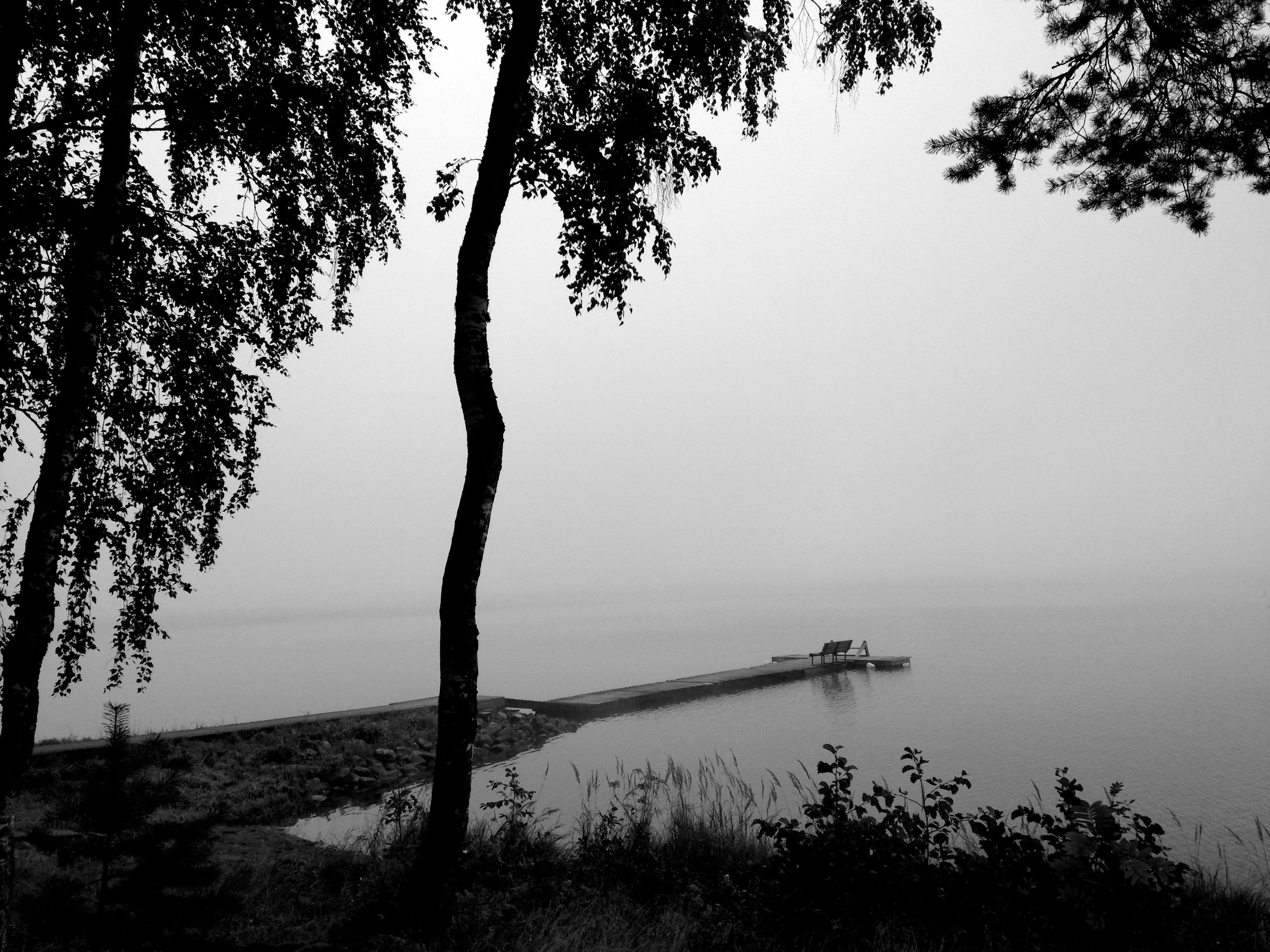 plant, fog, landscape, tree, lake, outdoors, growth, summer, day, trunk, non-urban scene, beauty in nature, calm, branch, scenics - nature, peer, nature, HD Wallpaper