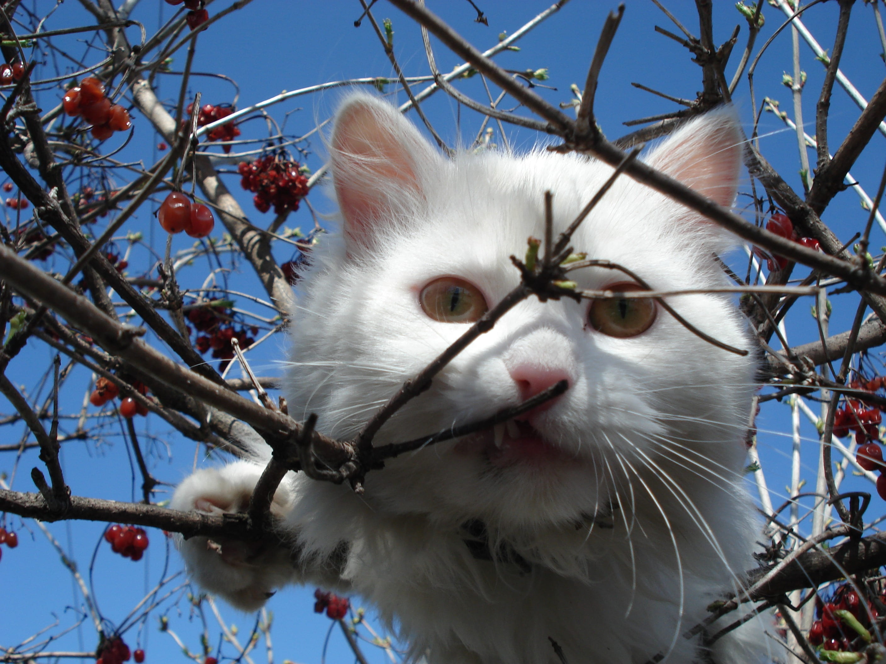 face, whisker, one animal, peering, outdoors, pets, perched, cat, plant, low angle view, balancing, domestic cat, domestic, 2K, mammal, tangled, animal head, HD Wallpaper