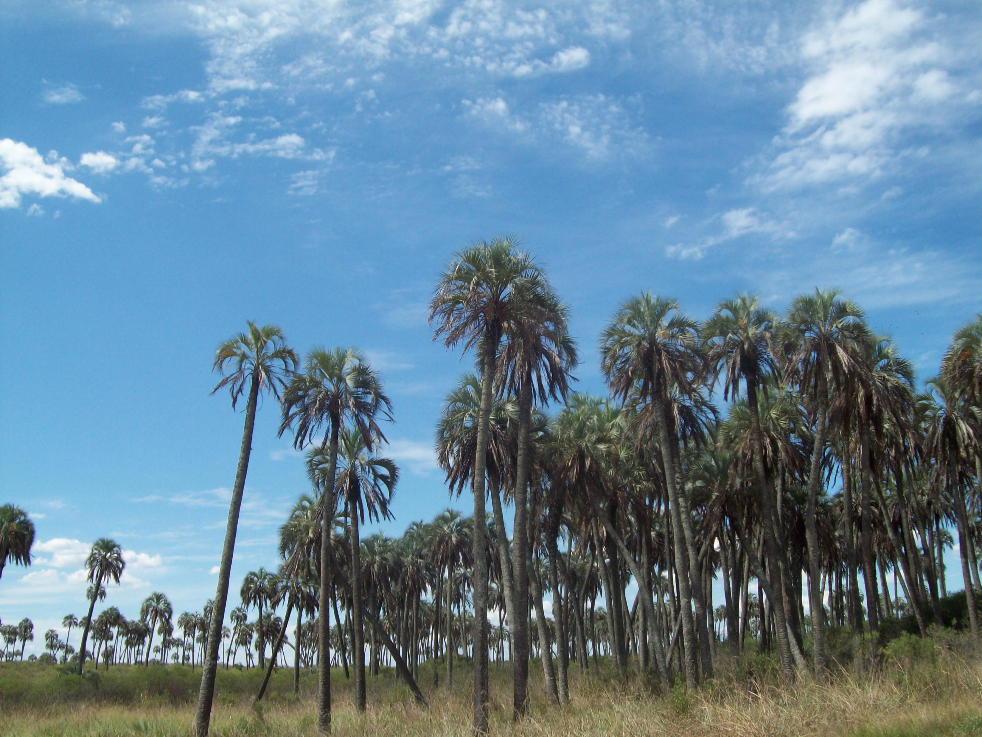 tree, no people, tree trunk, tranquil scene, landscape, palemeras, environment, palm tree, growth, outdoors, land, tropical climate, palmar de colón, day, HD Wallpaper