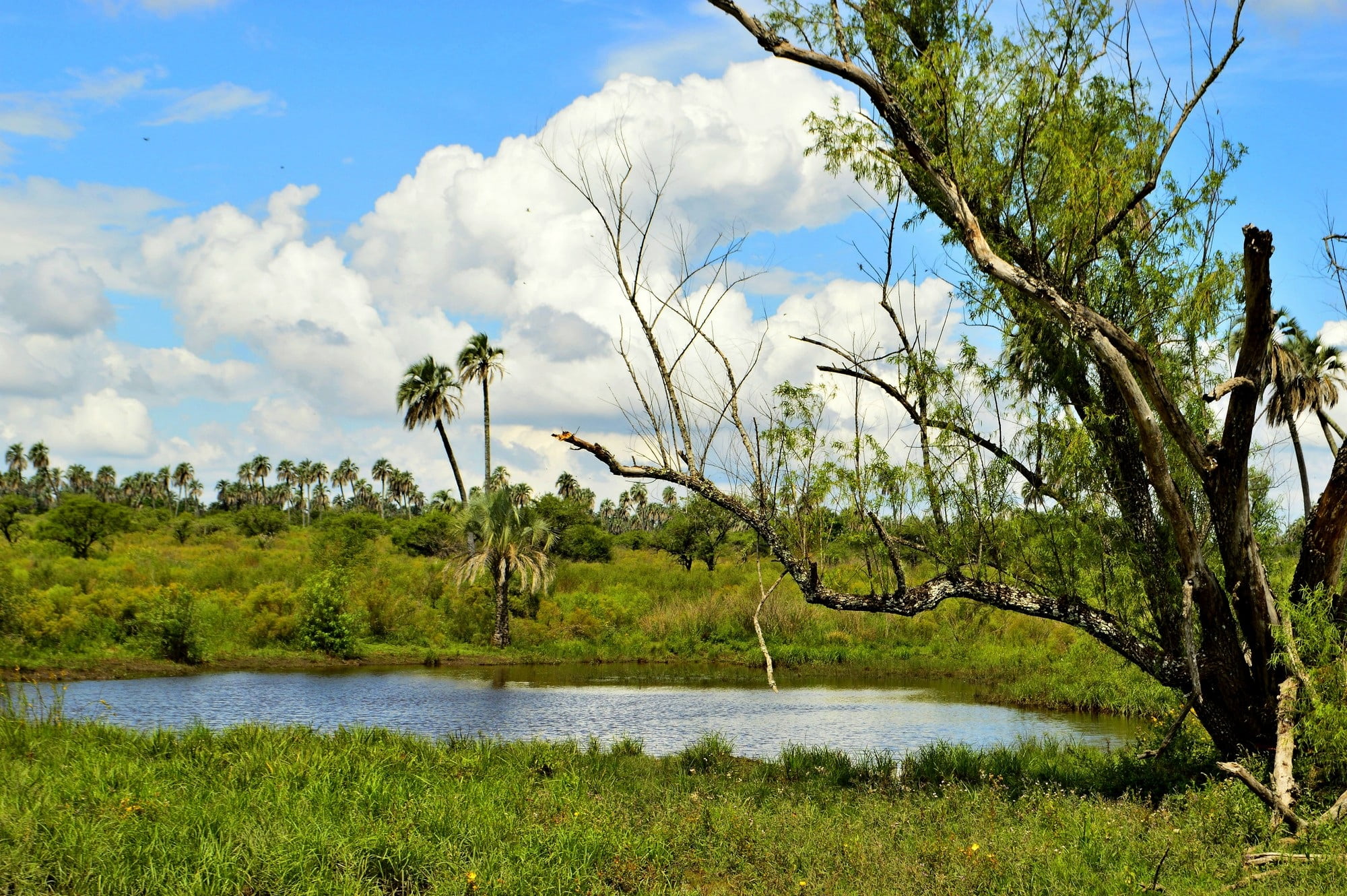 palms, water, non-urban scene, beauty in nature, landscape, national park, outdoors, grass, open air, cloud - sky, the palmar, lake, no people, growth, HD Wallpaper