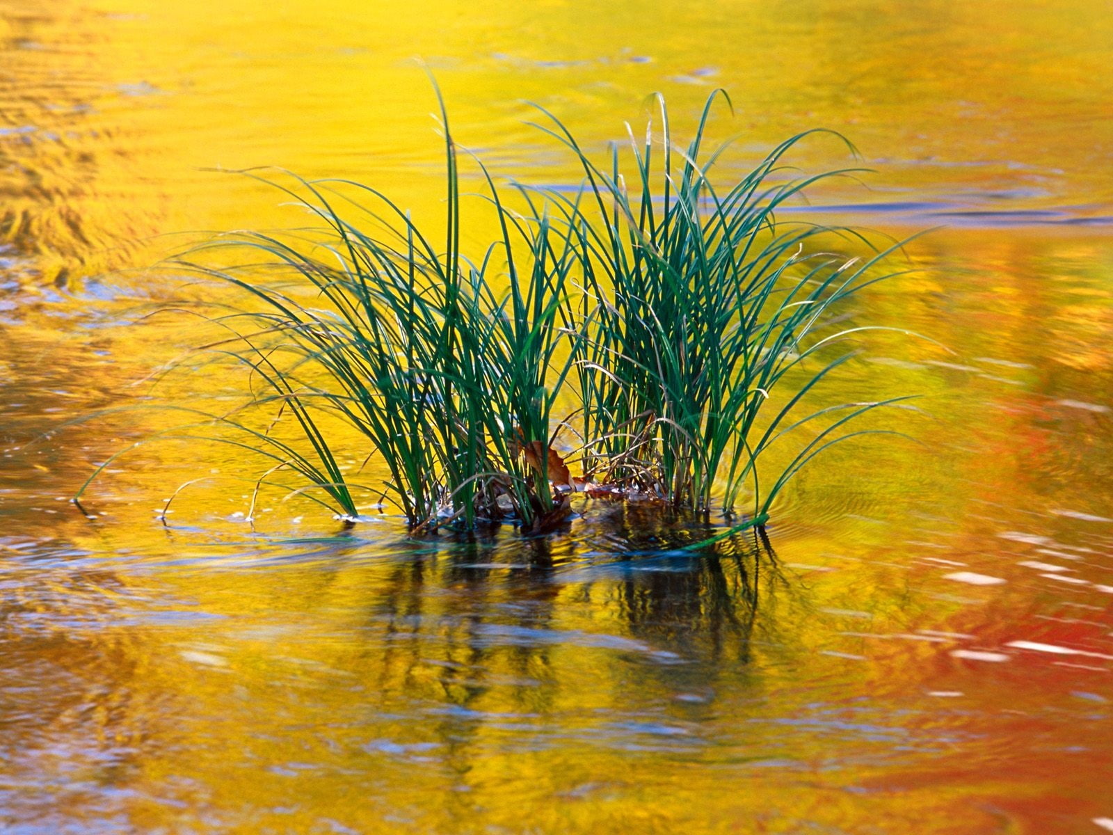 agua, 720P, naturaleza, plantas, entre, HD Wallpaper