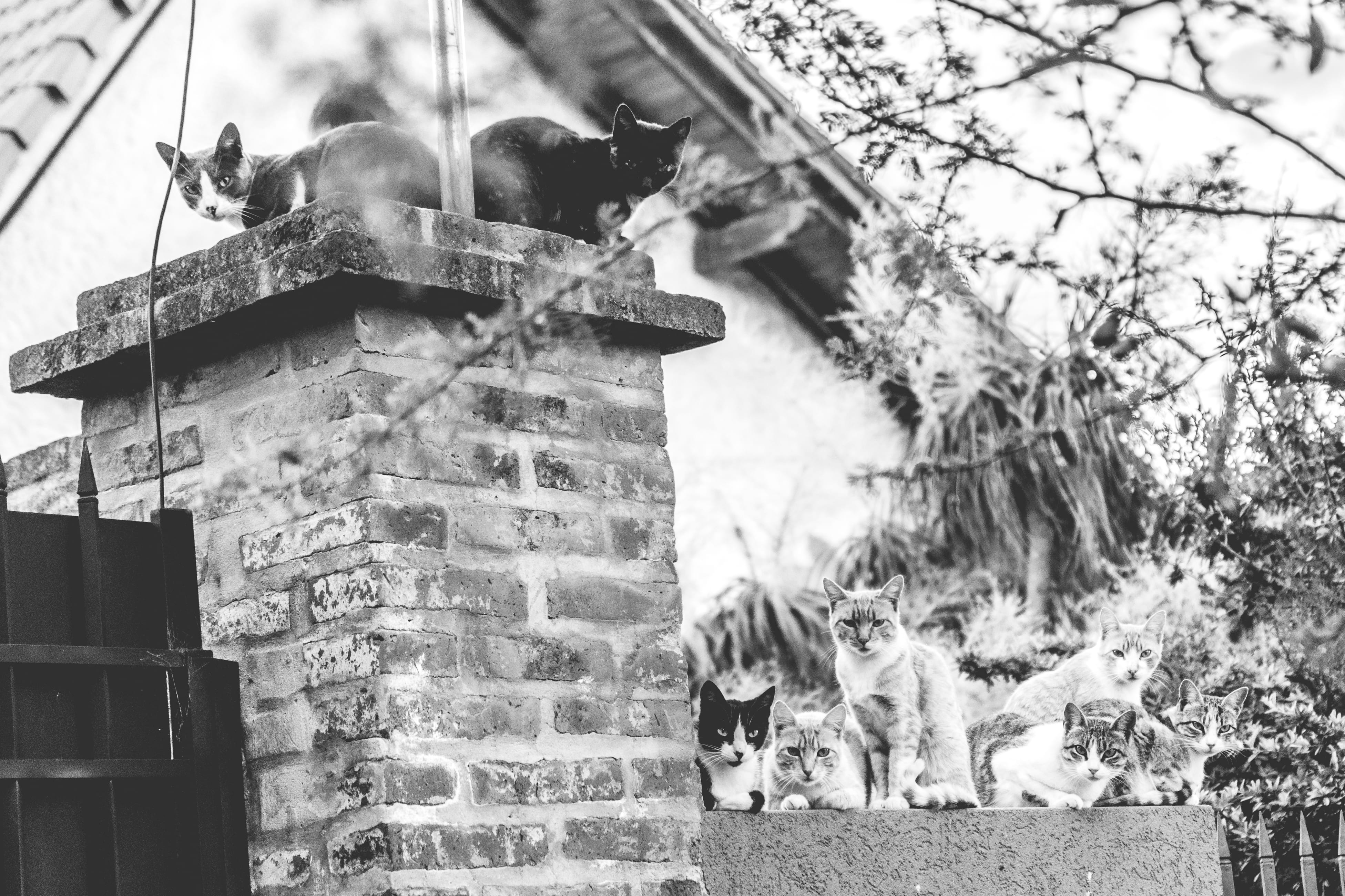 animal themes, bandw, vertebrate, domestic, plant, abandoned, faces, no people, art, black and white, mammal, tree, domestic cat, paraná, group of animals, HD Wallpaper