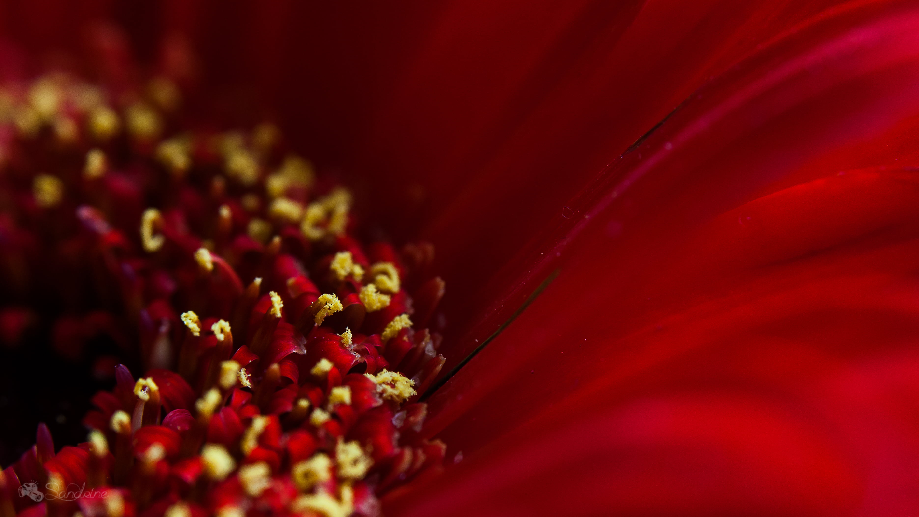 2K, flower, petal, macro, lightroom, photo, canon  eos, textile, closeup, nature, gerbera Daisy, close-up, Entre, alizarine, et, cerise, red, flowers, HD Wallpaper