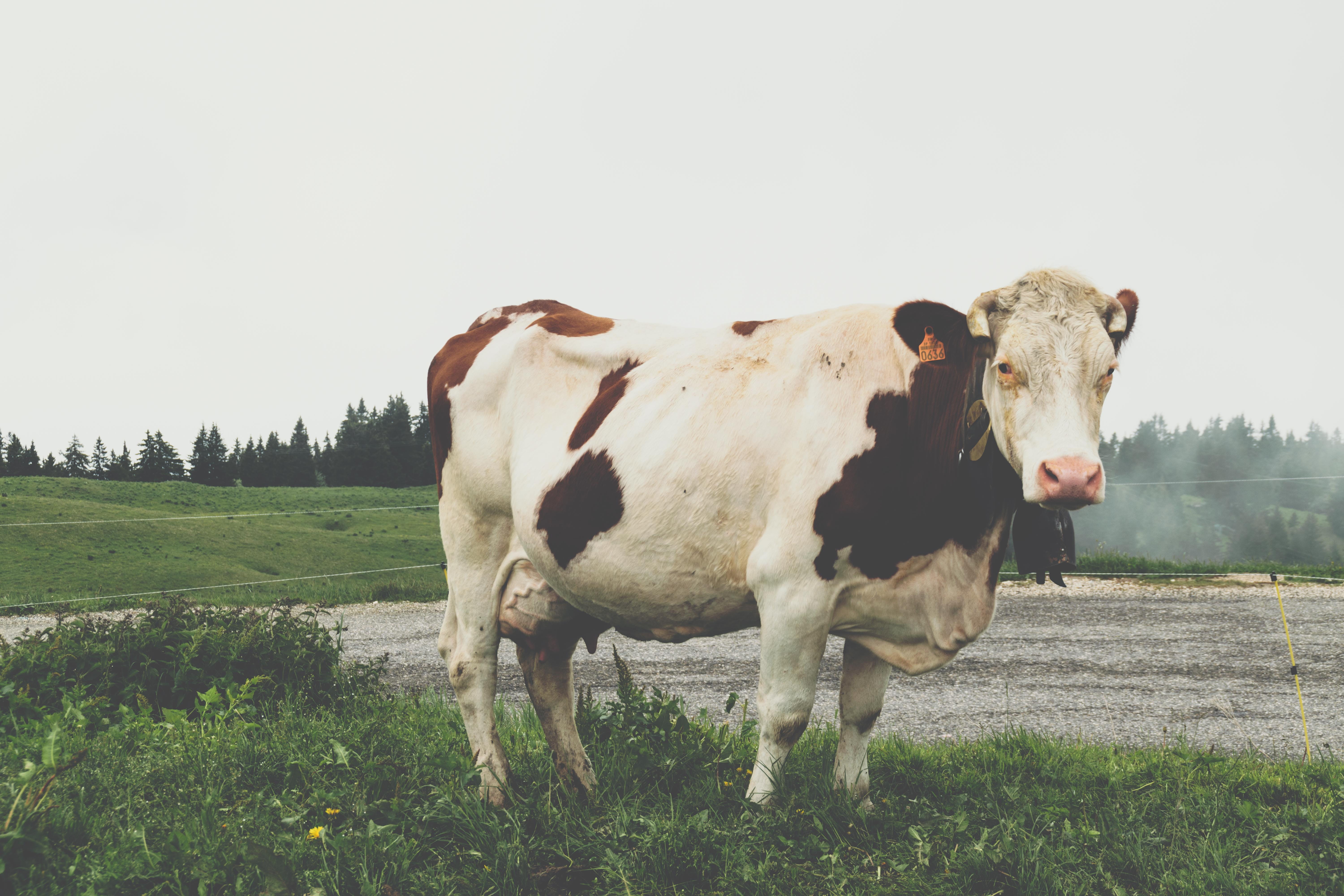 no people, herbivorous, nature, alps, 5K, animal, domestic, animal themes, forest, camera, mammal, landscape, livestock, cow, clouds, fog, france, domestic animals, HD Wallpaper