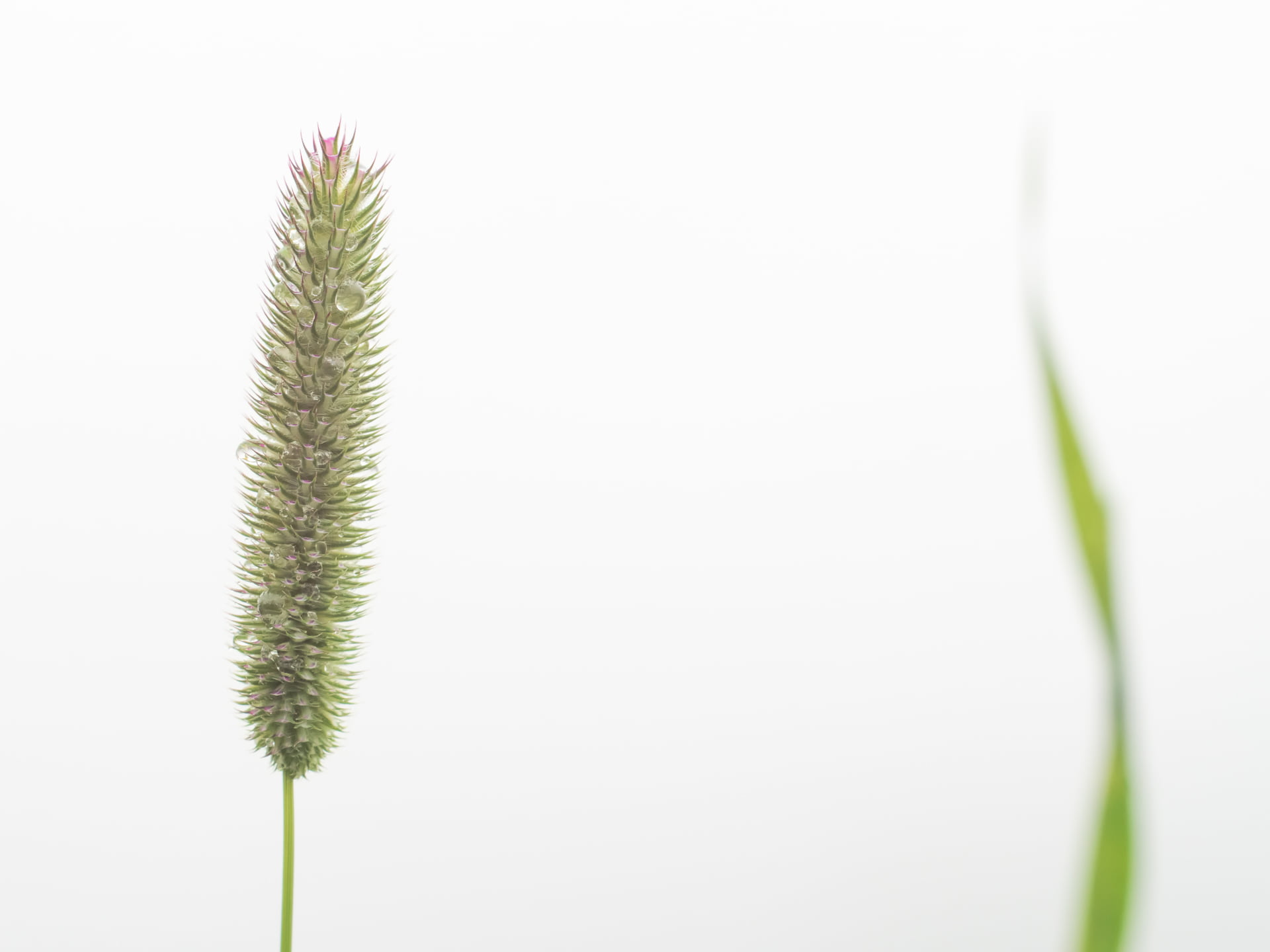 CZJ, nature, Peach, tilt, MFT, minimalistic, close-up, botany, white, green Color, green, photography, plant, lens, simple, background, 1080P, M43, Lonely, HD Wallpaper