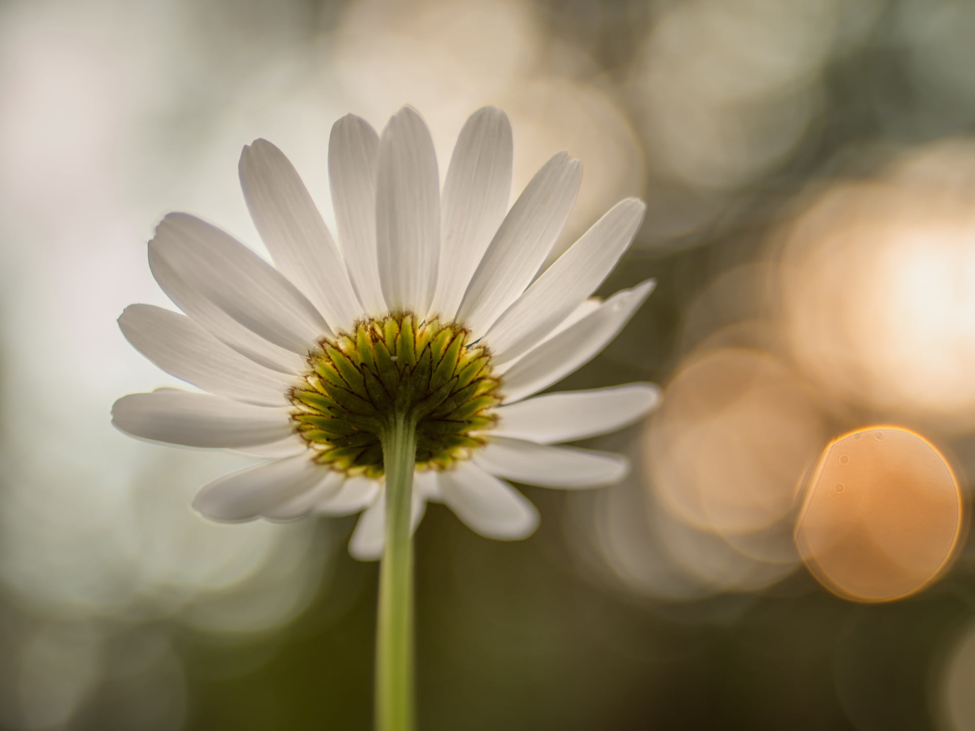 bokeh, MFT, beauty In Nature, selective, Peach, green Color, defocused, daisy, summer, Panasonic Lumix GX8, dof, season, plant, Sommer, M43, springtime, HD Wallpaper