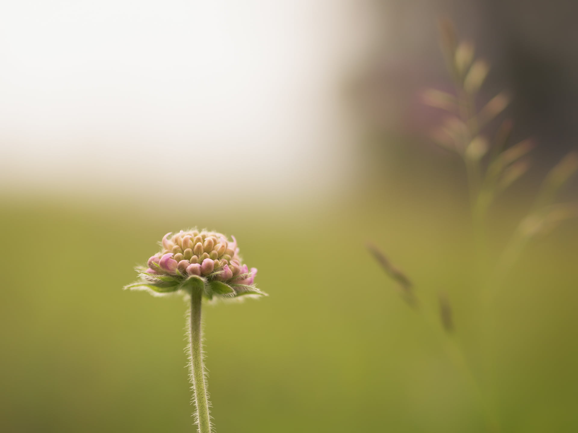 photo, focus, bokeh, nature, F1.8, close up, Olympus, 1080P, close, plant, Peach, pink, close-up, Ready, M43, MFT, dof, summer, Panasonic Lumix GX8, flower, HD Wallpaper