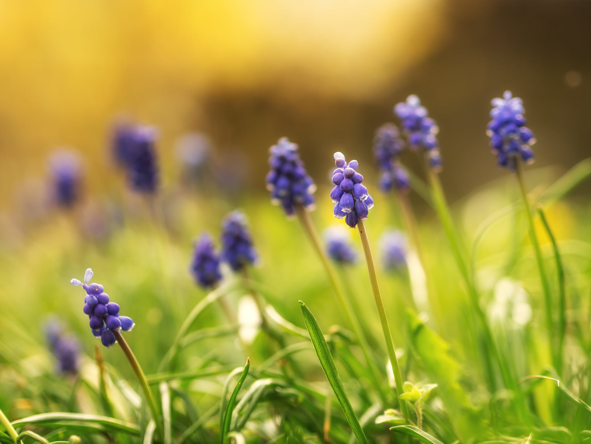 Panasonic Lumix G3, summer, Hyacinth flower, photography, green Color, hyacinth, Peach, nature, F1.8, plant, 1080P, M43, outdoors, Sun seekers, beauty In Nature, HD Wallpaper