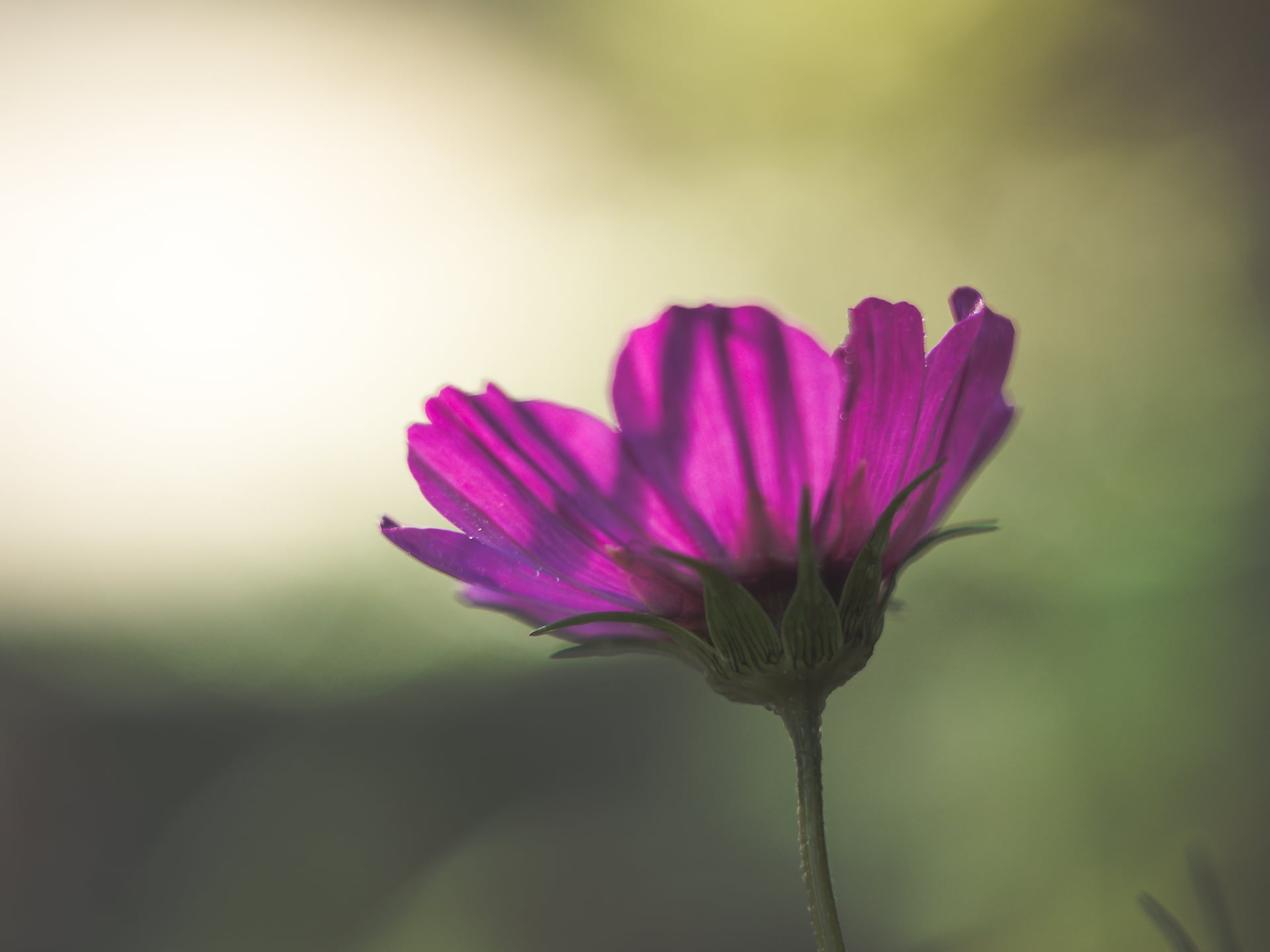 close-up, springtime, plant, flower Head, Panasonic Lumix GX8, pink, M43, Blume, summer, beauty In Nature, photography, shallow, flower, focus, petal, shallow focus, HD Wallpaper