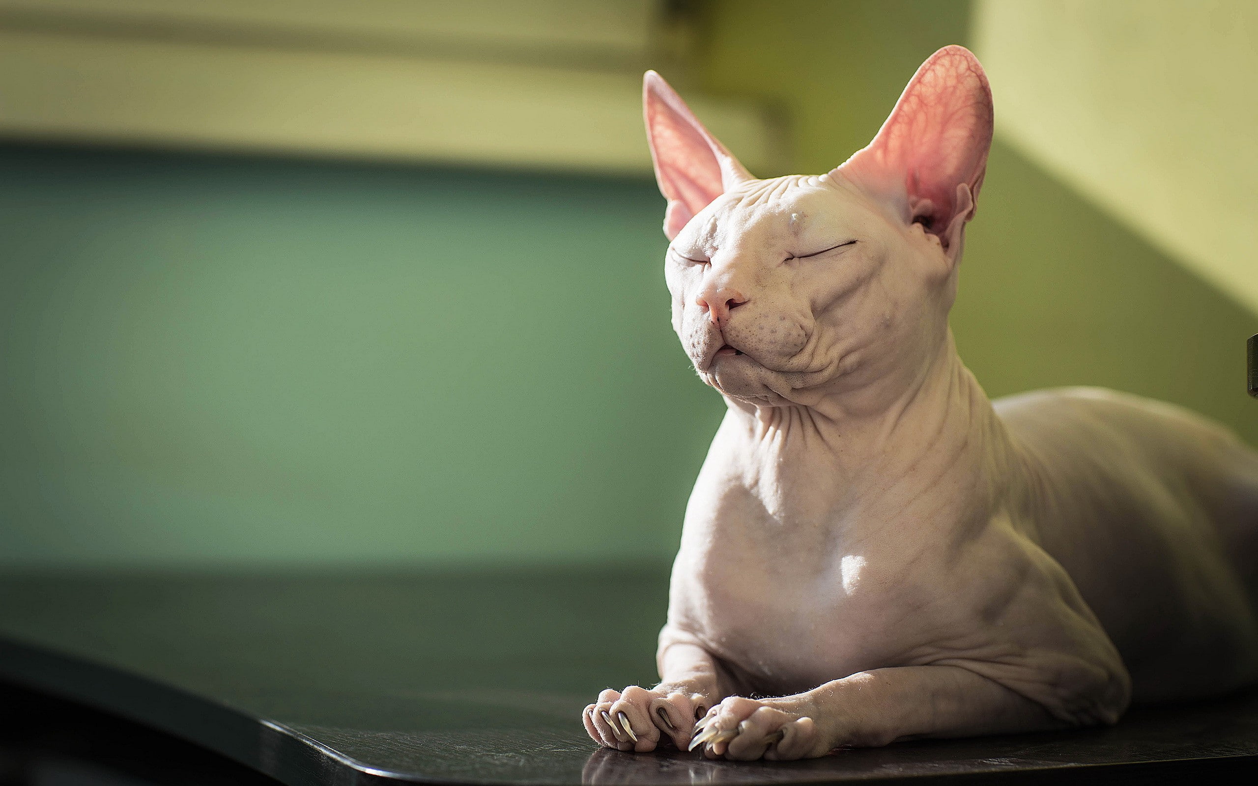 2K, background, sphinx, Cat, HD Wallpaper
