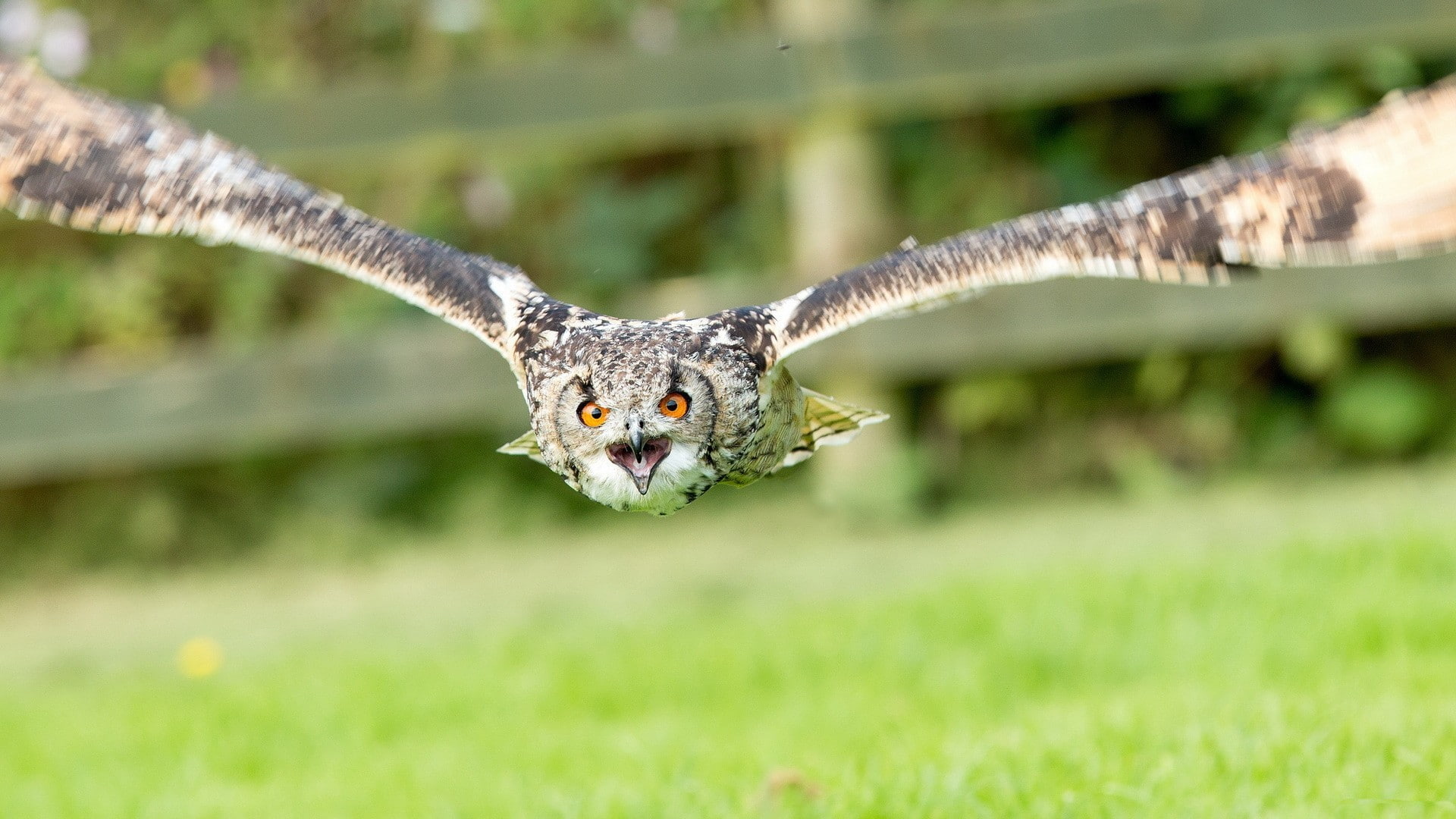 feathers, day, 1080P, bird of prey, animal, portrait, looking at camera, one animal, outdoors, animal wildlife, no people, nature, focus on foreground, HD Wallpaper