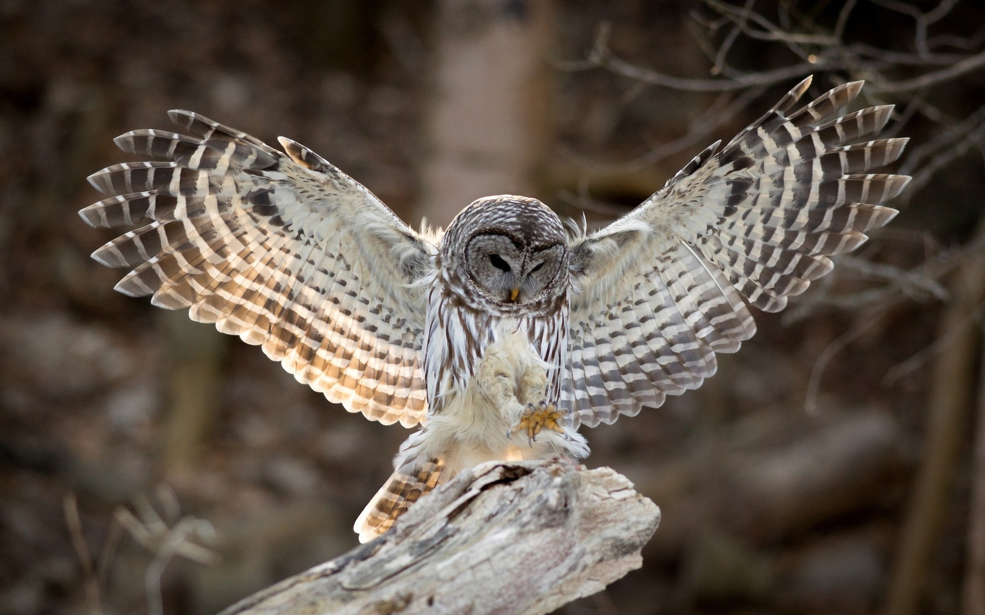1080P, Feathers, Wings, white, Bird, brown, Owl, Photography, HD Wallpaper