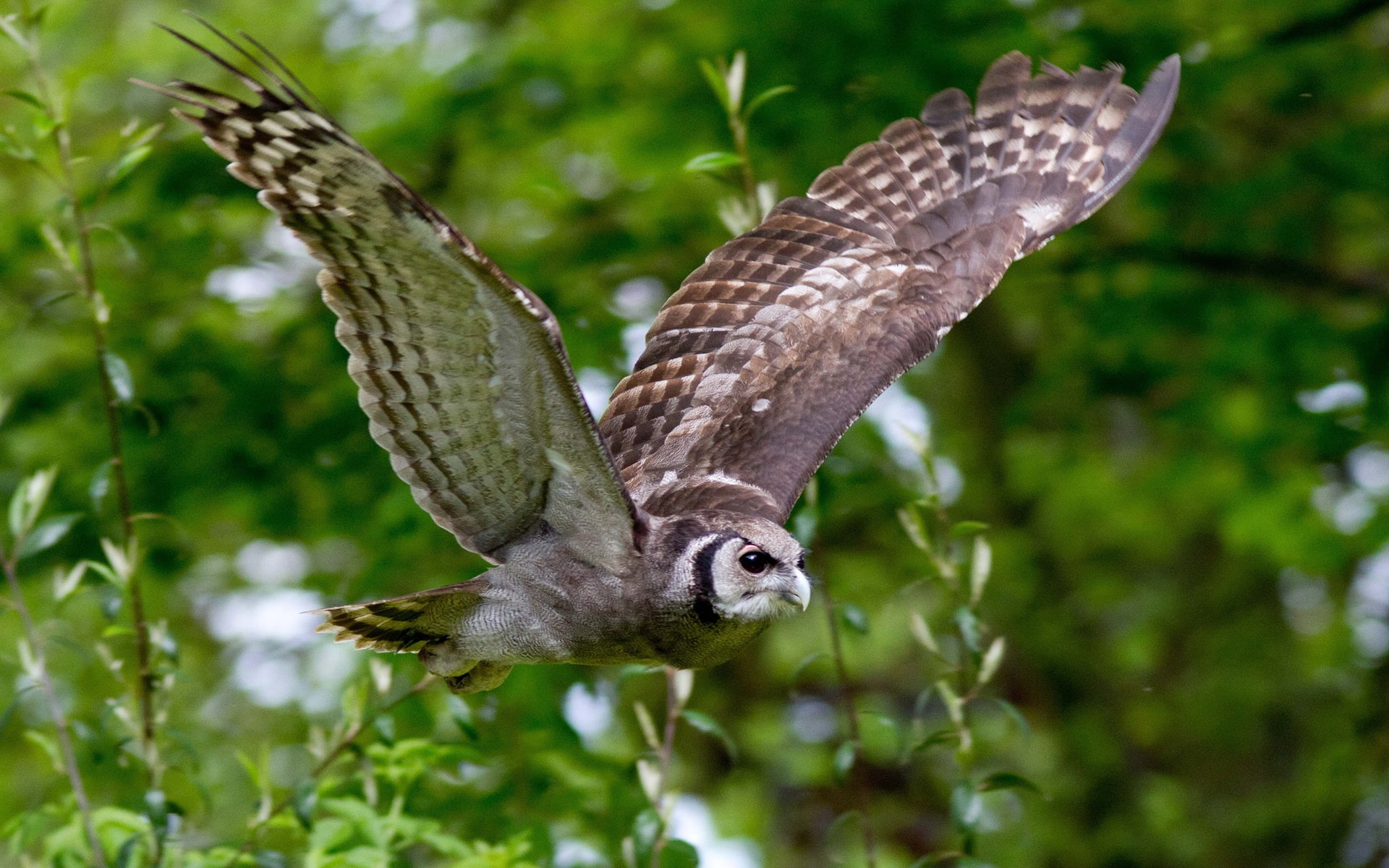 Flight, 1080P, Owl, Bird, Wings, HD Wallpaper