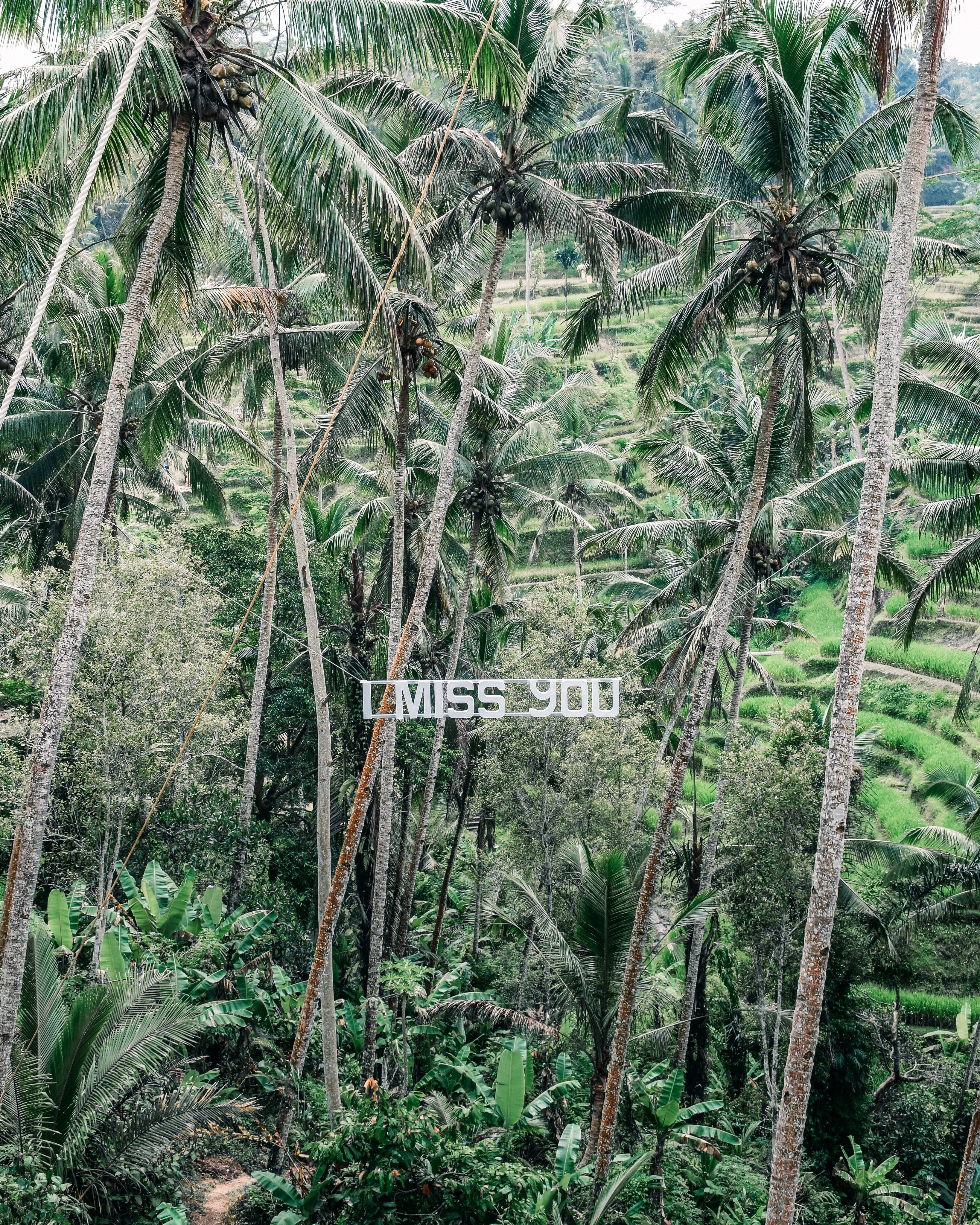 jungle, 4K, growth, plant, indonesia, trunk, tropical climate, outdoors, forest, bali, bamboo - plant, tree trunk, built structure, i miss you, lush foliage, Phone HD Wallpaper