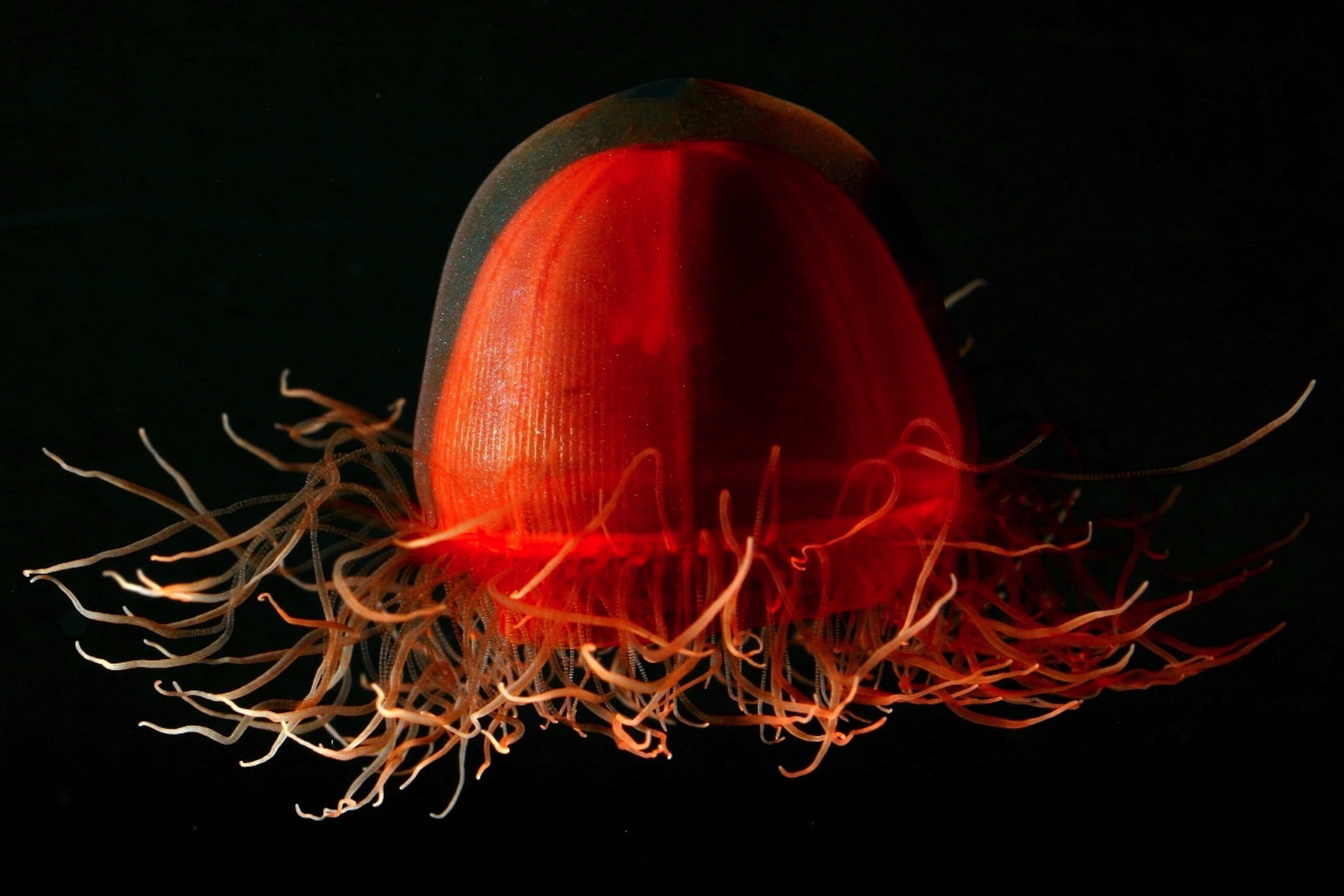 red, light - natural phenomenon, illuminated, no people, unique, ocean, water, motion, underwater, studio shot, glowing, life, macro, fire - natural phenomenon, HD Wallpaper