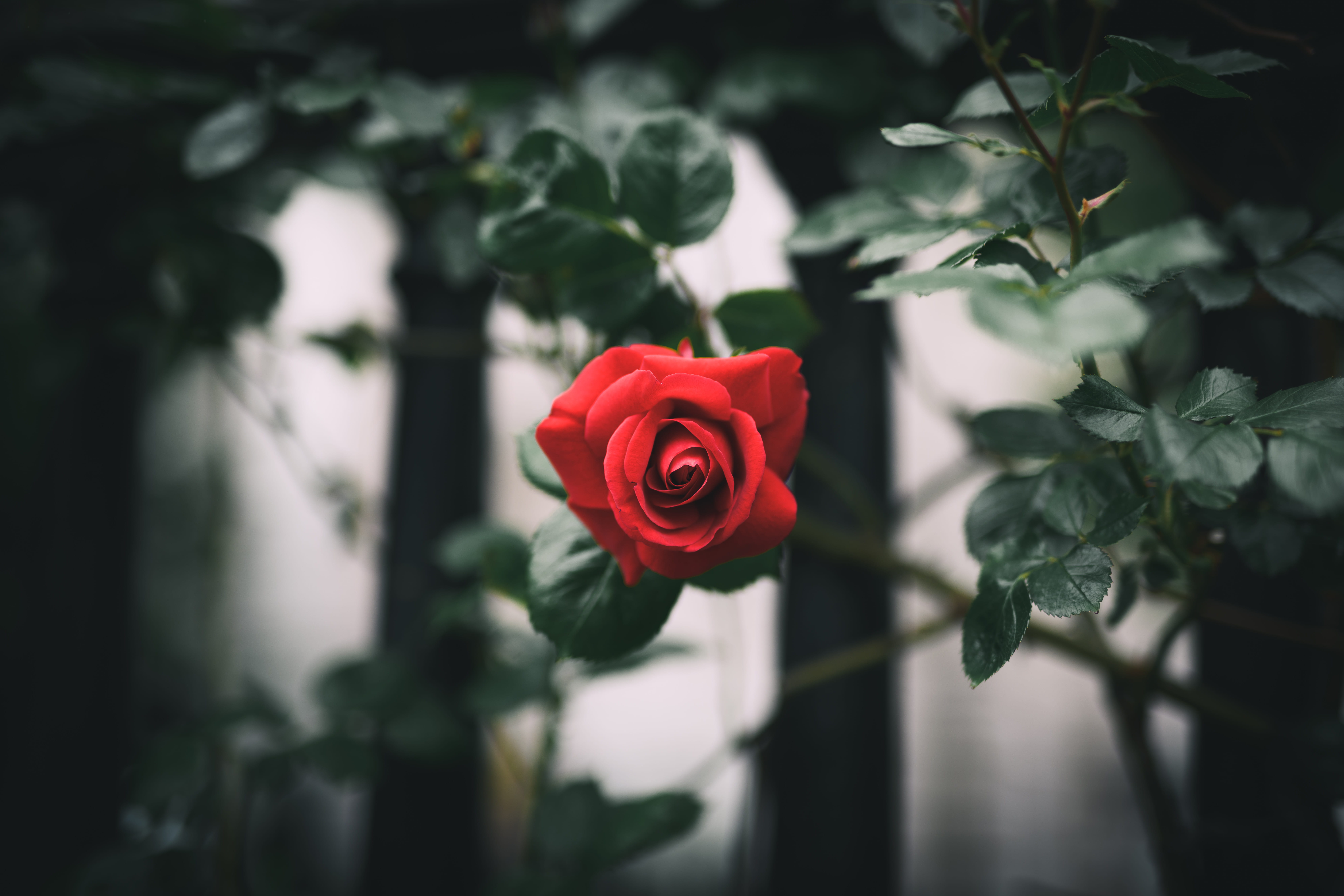 darkness, flower arrangement, inflorescence, leaf, hd background, flower, plant, focus on foreground, spring, branch, rose, london, green, no people, moody, HD Wallpaper