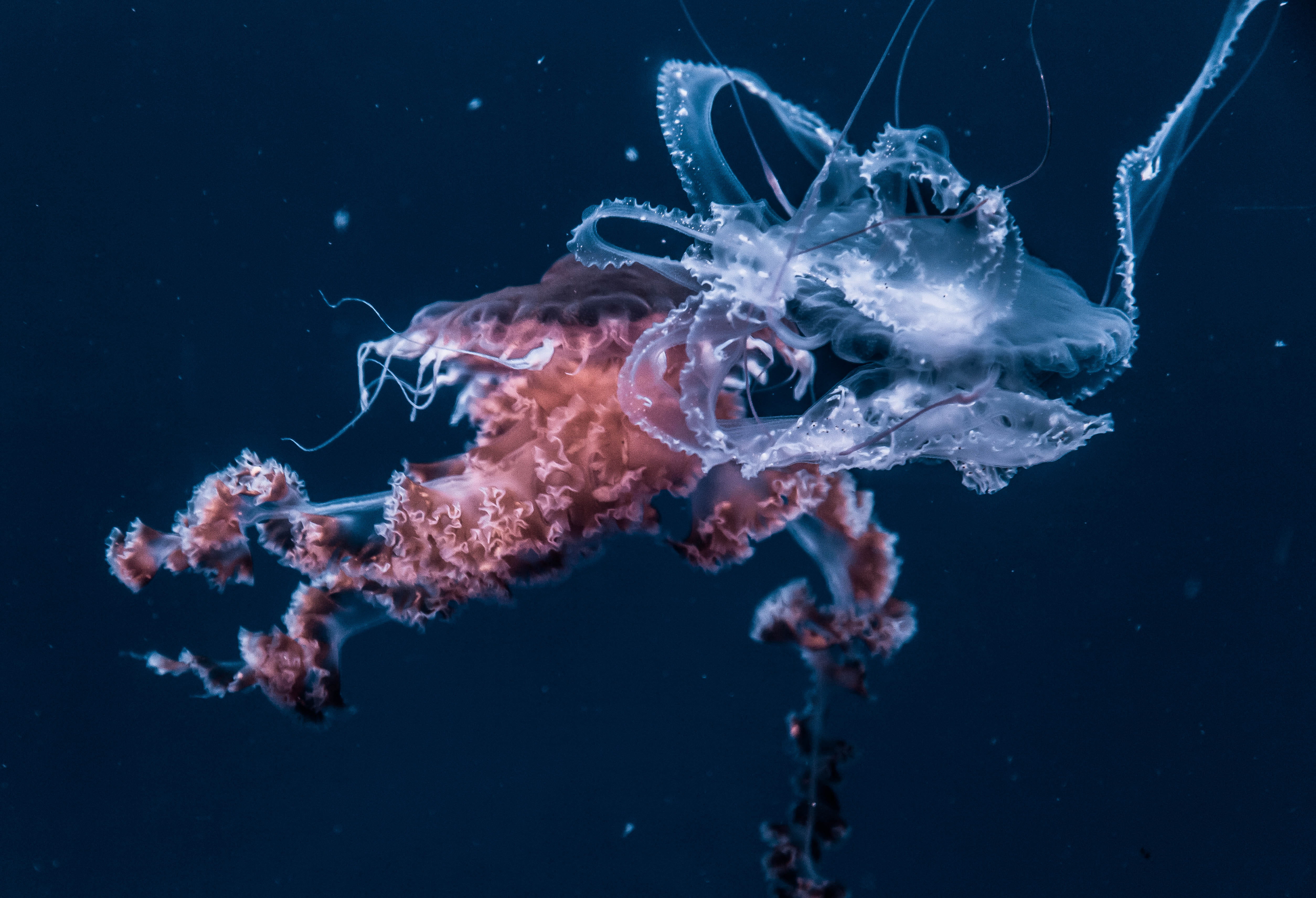 undersea, white, animal, 4K, animals in the wild, jellyfish, blue, marine, focus, photography, floating, animal themes, jelly fish, close-up, illustration, HD Wallpaper
