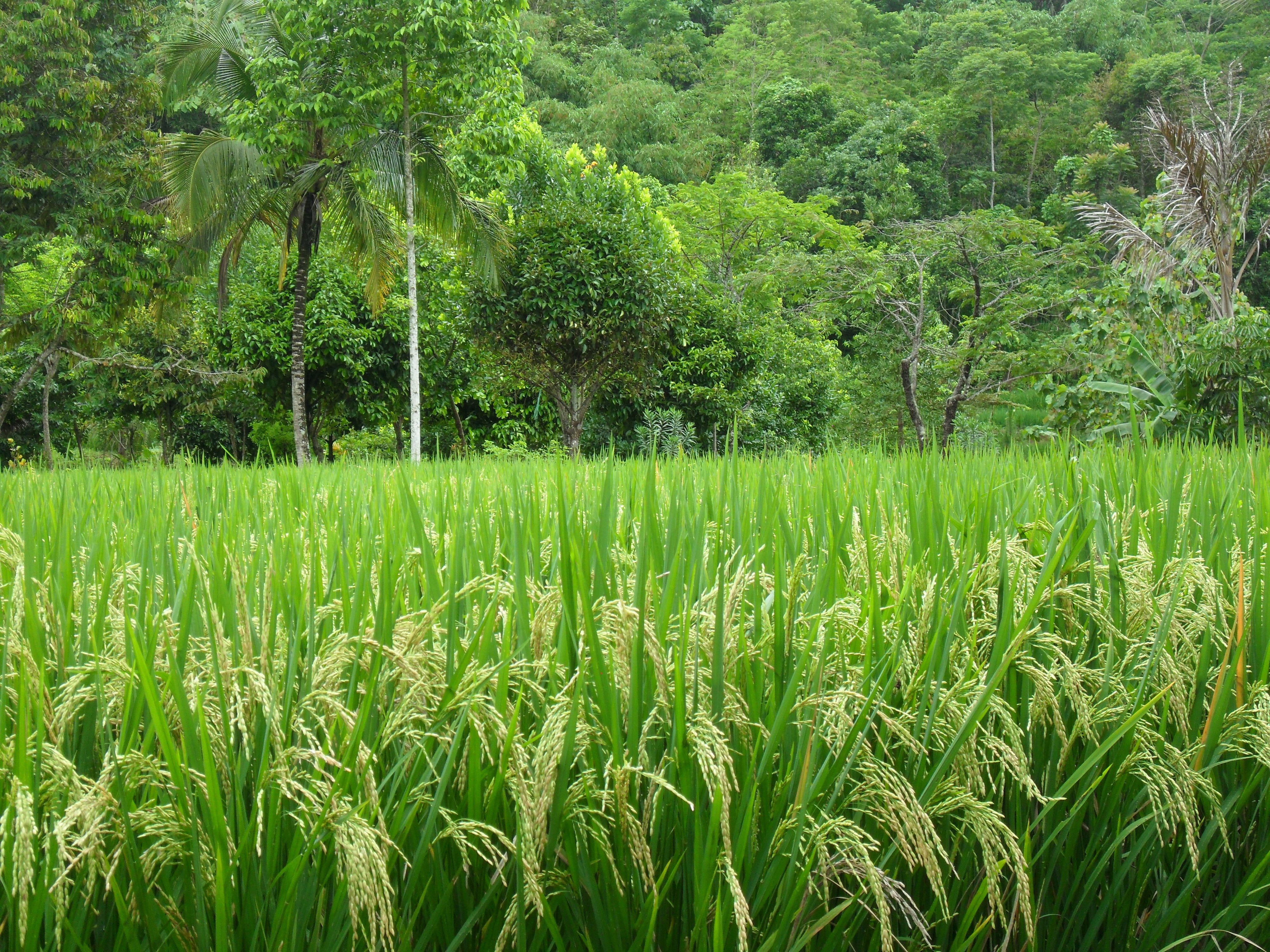 rural scene, nature, scenics - nature, Palm, beauty in nature, agriculture, tranquility, land, farm, field, crop, Java, plant, plantation, green color, HD Wallpaper