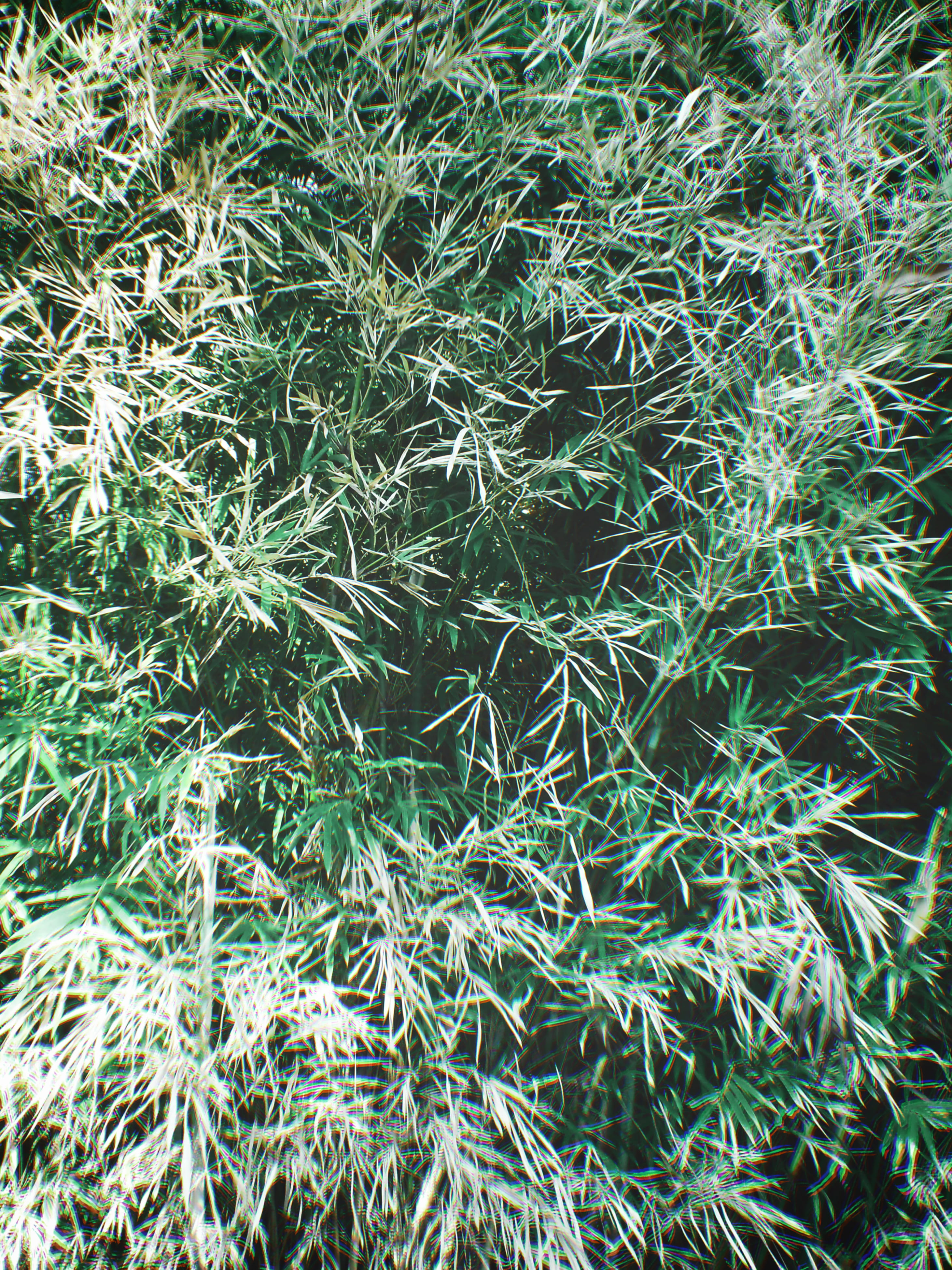 growth, indonesia, field, leaf, day, asia, needle, tranquility, background, leafy, freshness, pine tree, java, tree, leaves, needle - plant part, close-up, Phone HD Wallpaper