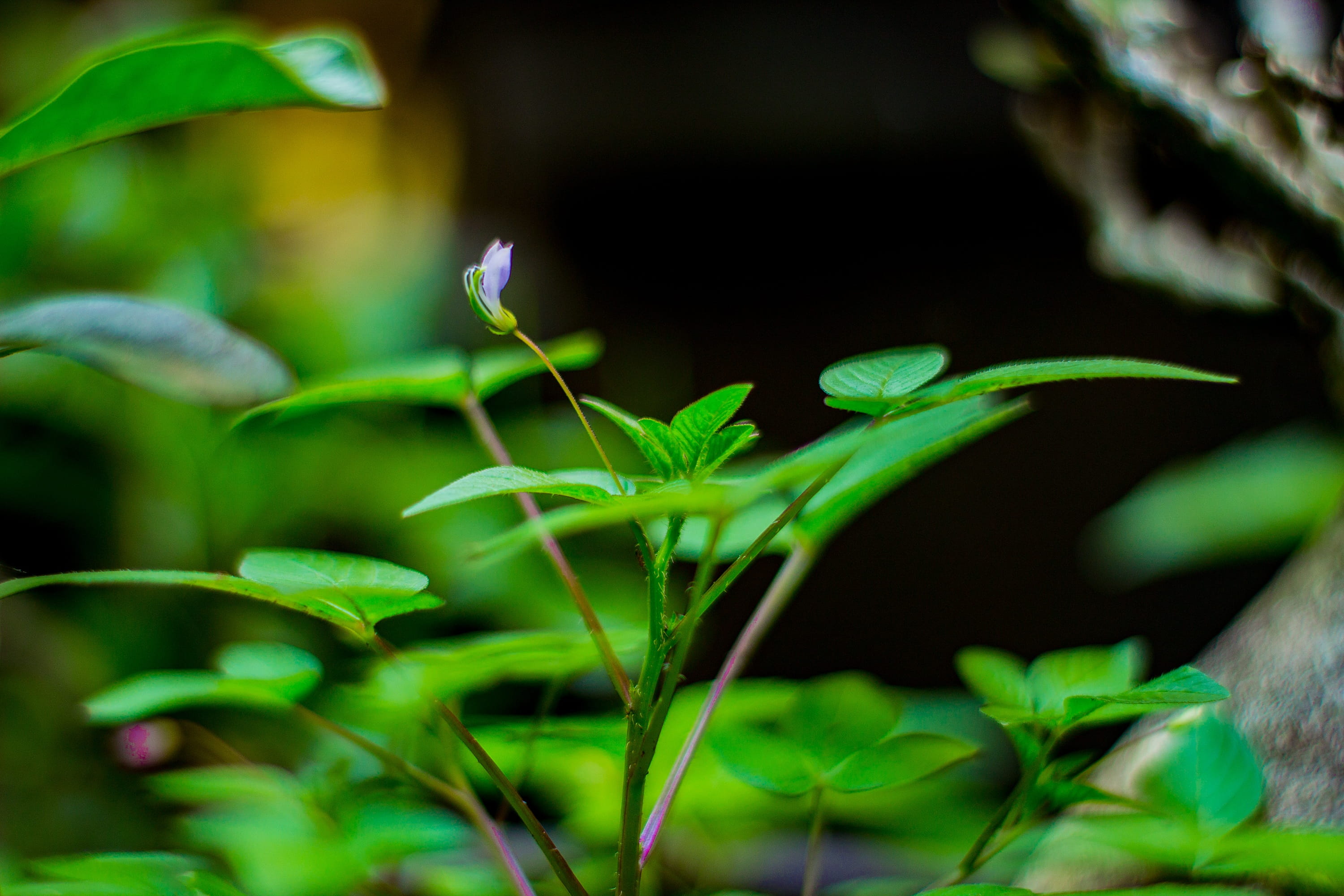 beginnings, cianjur, land, limbangan, landscape, leaf, morning, 2K, nature photography, west java, no people, plant part, herb, freshness, nature, landscape photography, HD Wallpaper