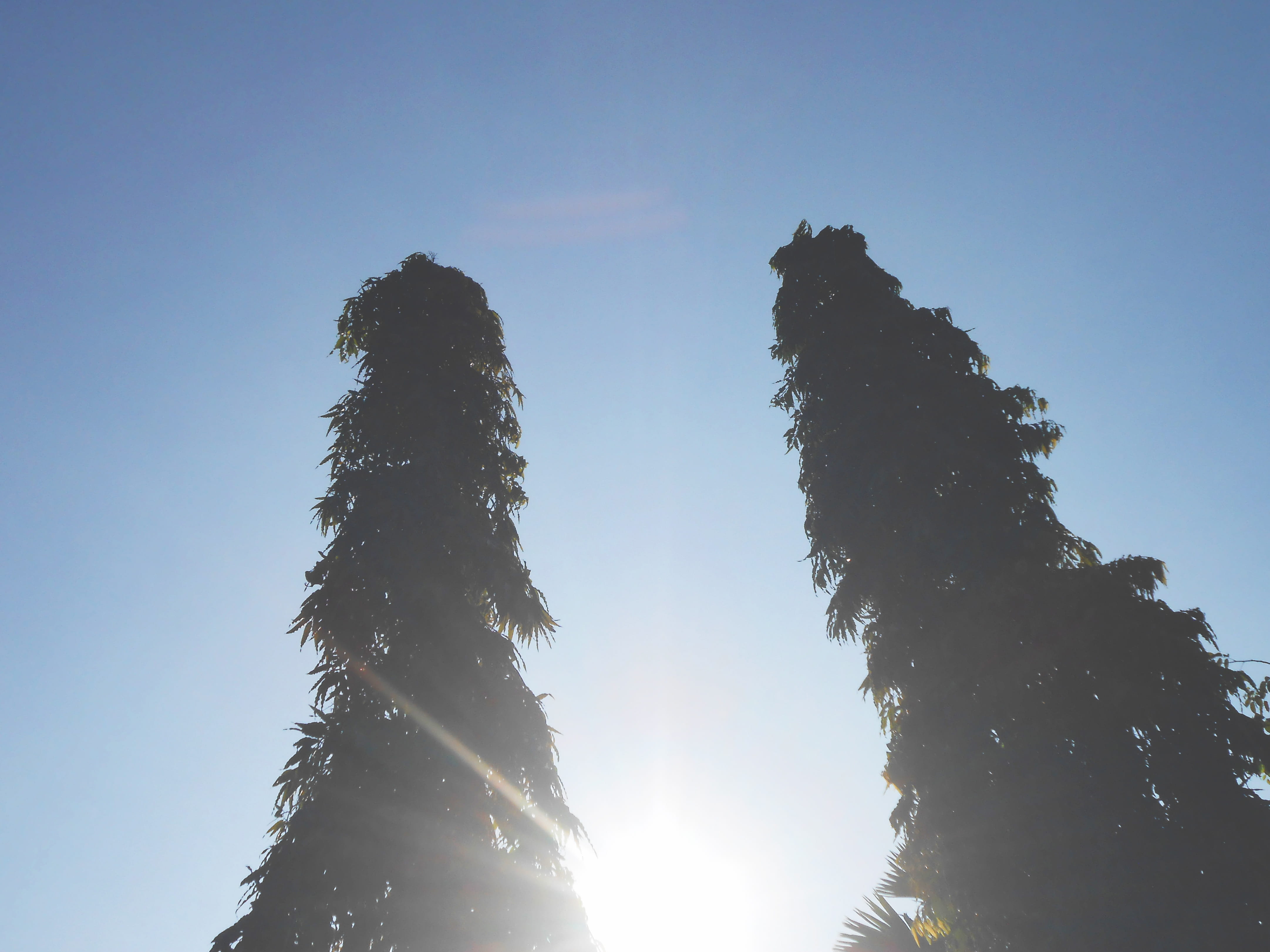 top, day, sun, sunlight, tall - high, no people, stand, sunbeam, bright, growth, pair, up, together, asia, two, sky high, green, above, clear sky, double, HD Wallpaper