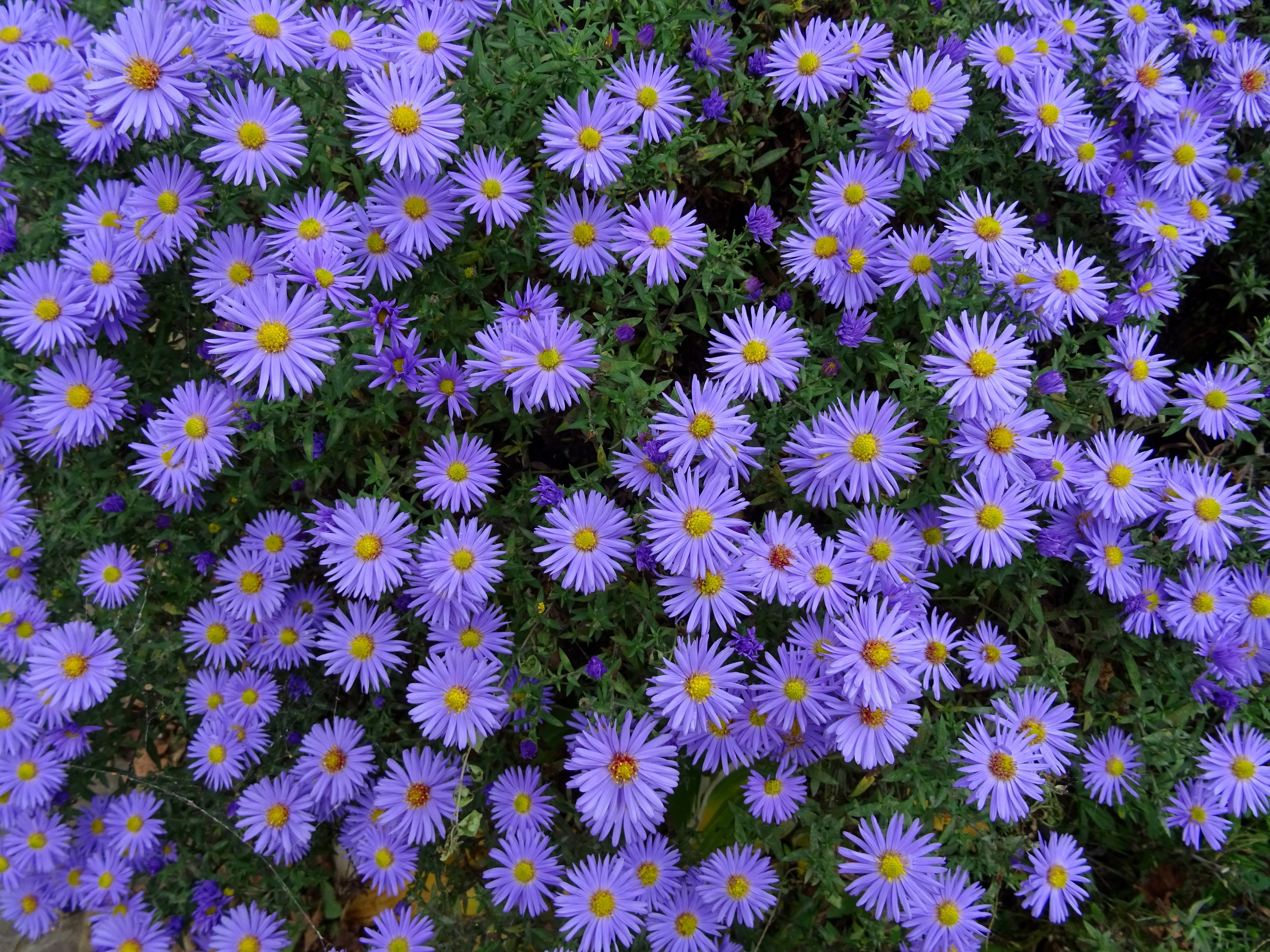 full frame, flower bed, flowers, inflorescence, flowering plant, botany, close-up, abundance, plant, flower Head, beauty In Nature, growth, day, petal, HD Wallpaper
