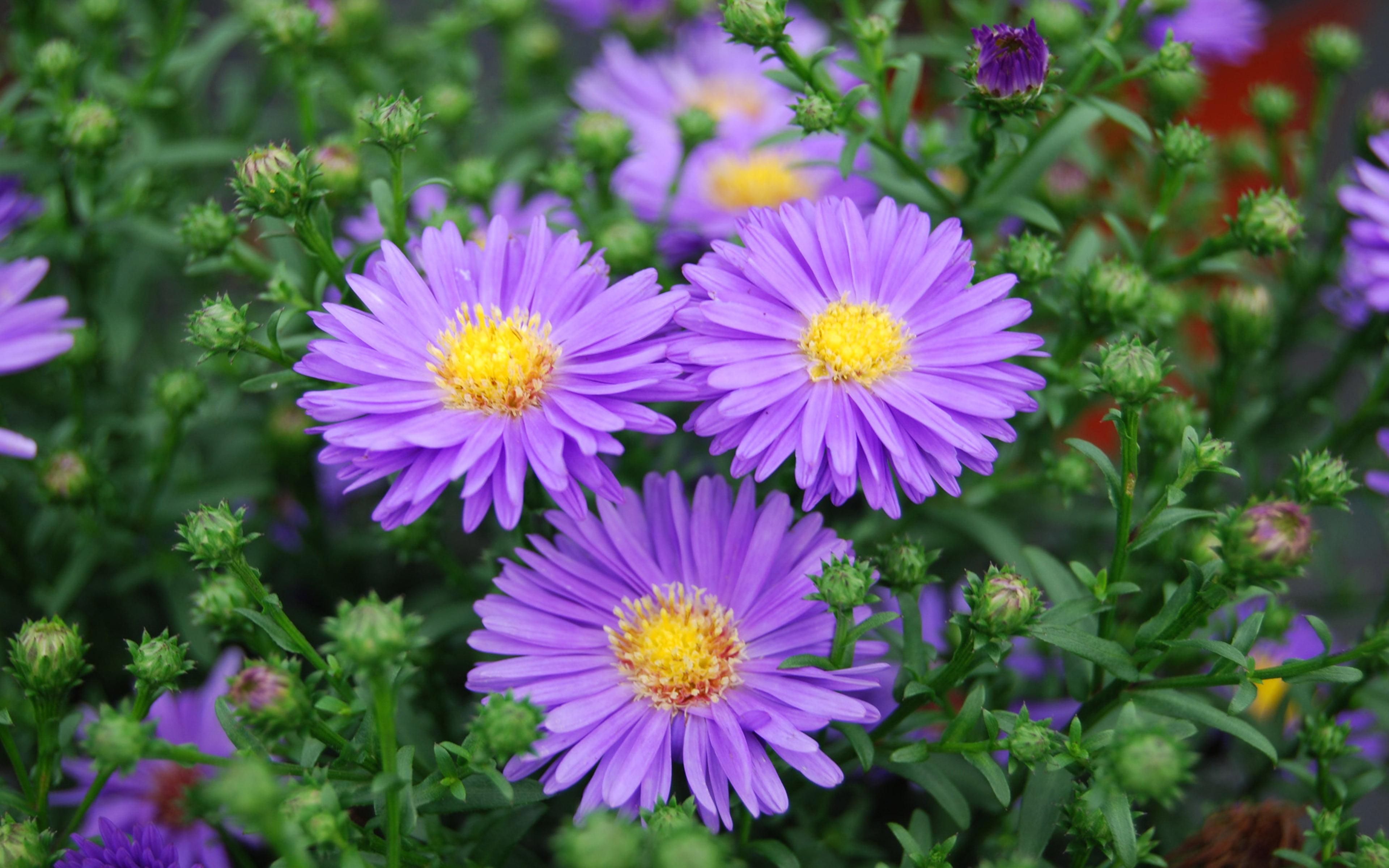 close-up, purple, pollen, aster, mobile, petal, outdoors, flower head, nature, pink color, yellow, flowers, vulnerability, inflorescence, hd, HD Wallpaper