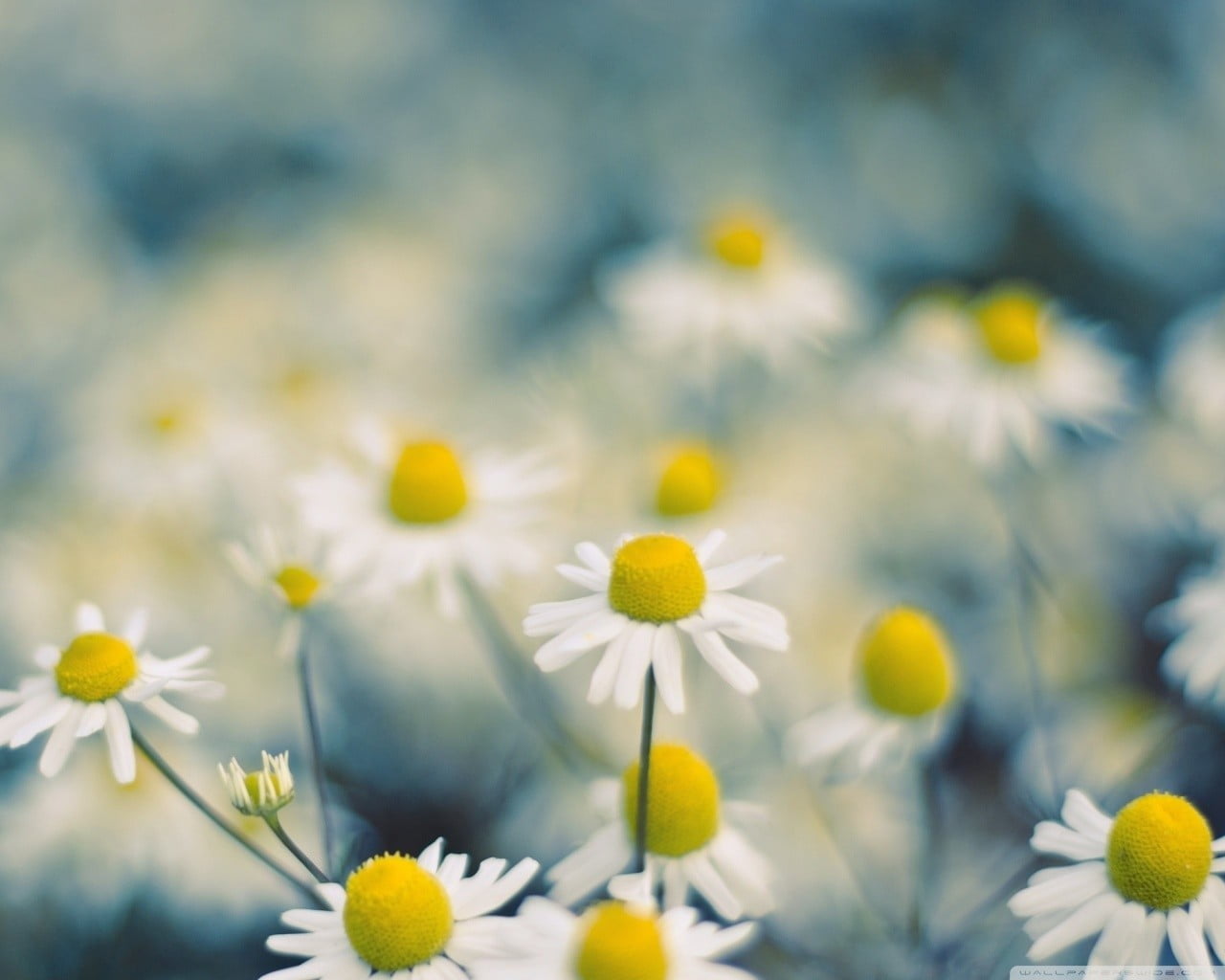 plant, 720P, selective focus, focus, flowerbed, white, beauty in nature, blossom, no people, flower, focus on foreground, flowering plant, macro, growth, HD Wallpaper