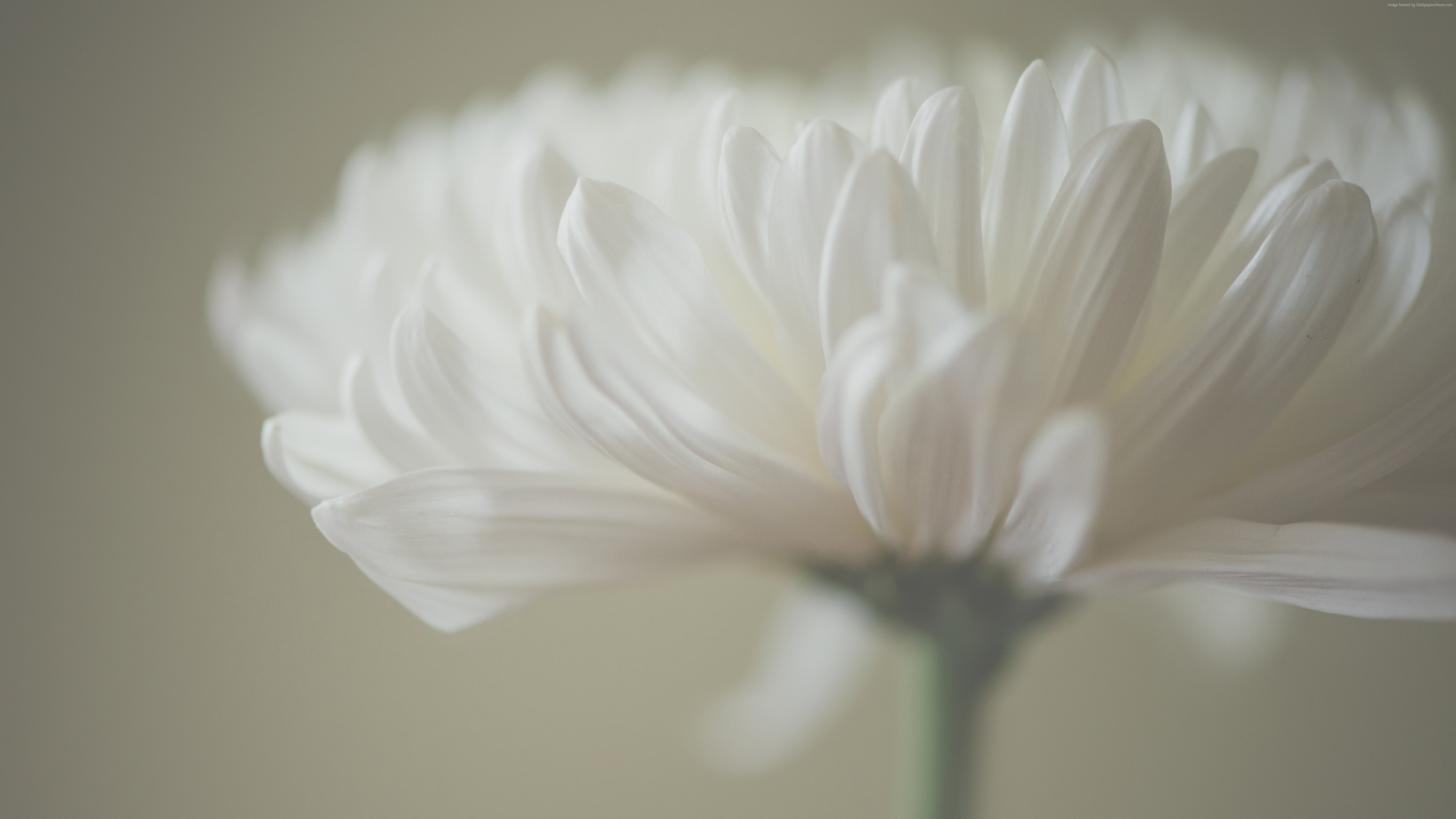 macro, 4k, 5k, petals, 5K, Aster, white, HD Wallpaper