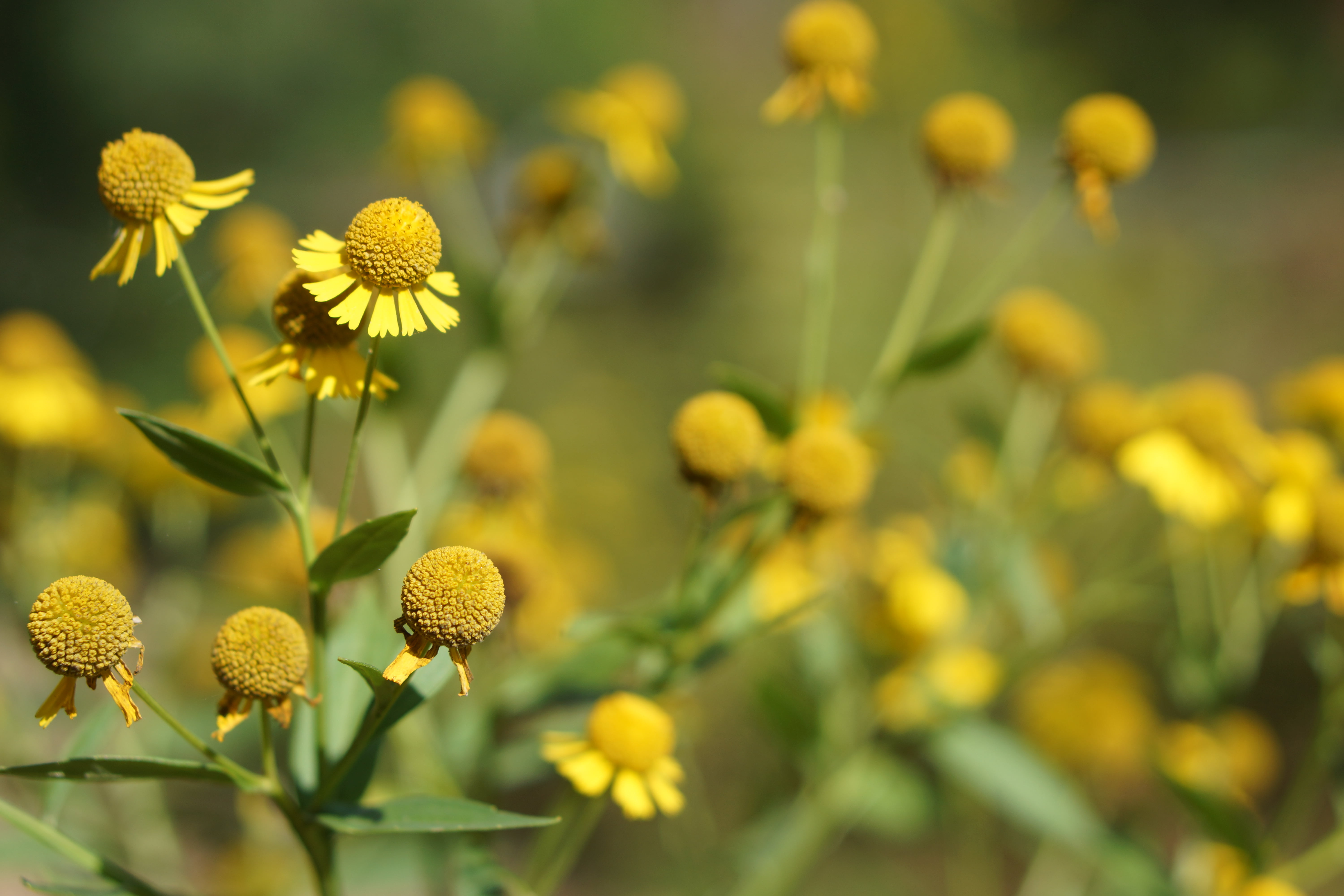nature, summer, selective, 5K, Asheville, outdoors, Field Office, River, Aster, Fish, plant, flower, photography, yellow, environmental  education, Service, HD Wallpaper