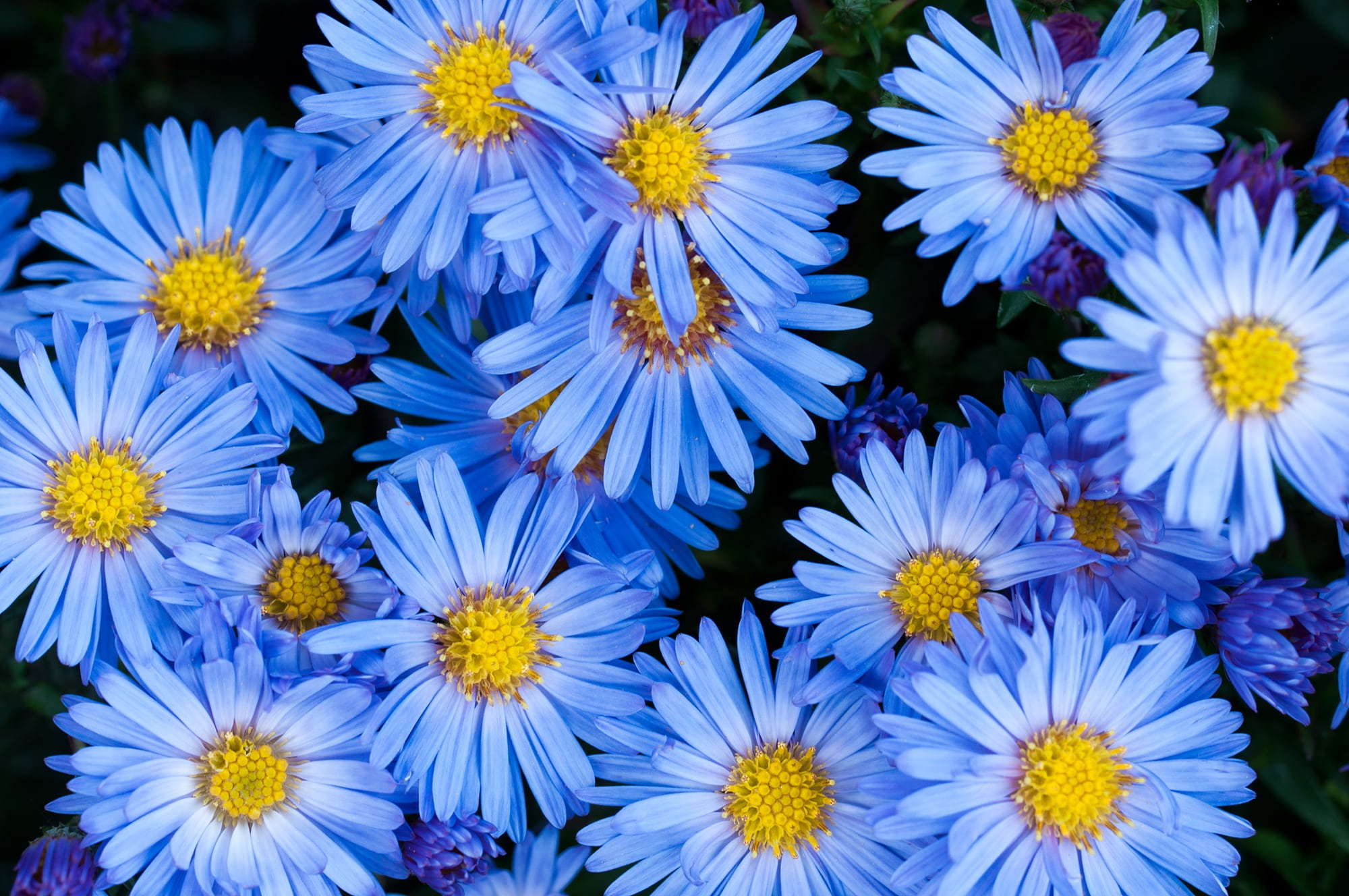 blue, purple, close-up, fragility, no people, photography, flowers, garden, flowering plant, freshness, pollen, closeup, flower, 1080P, nature, vulnerability, HD Wallpaper