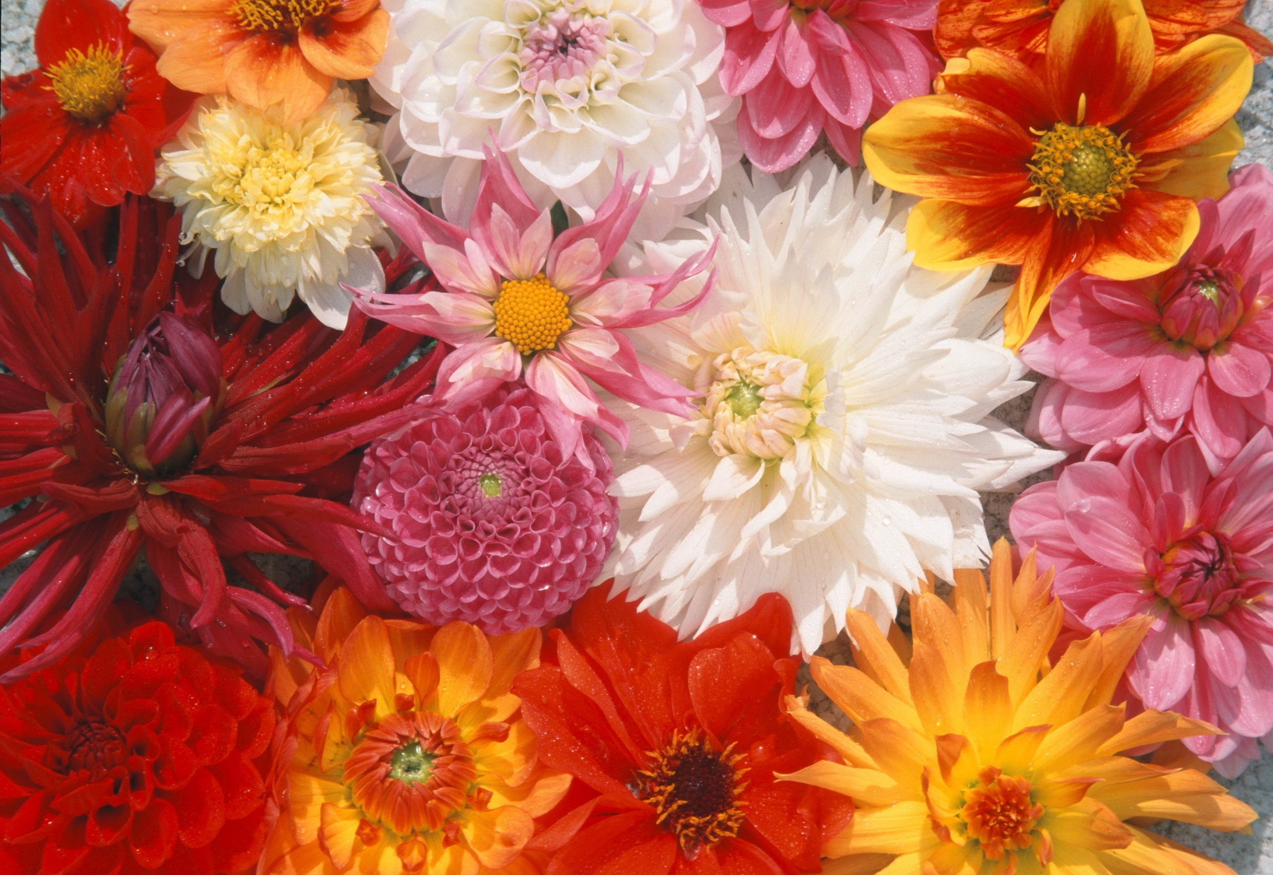 pink Color, flower, bouquet, macro, colors, outdoors, petaled, beauty In Nature, chrysanthemum, flowers, assorted, high angle view, aster, plant, peonies, HD Wallpaper