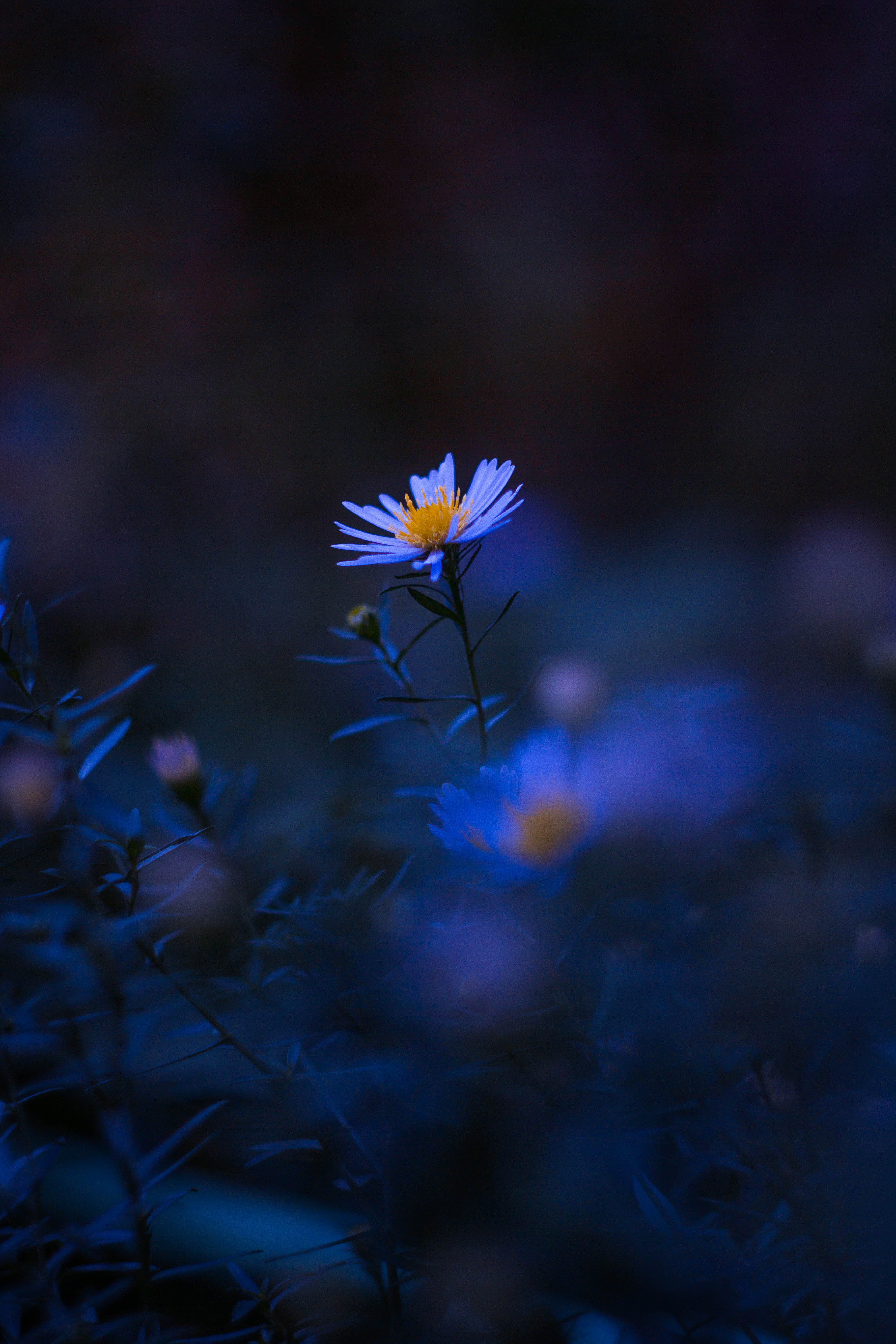 nature, 5K, petal, pollen, blue, plant, growth, daisy, flower, yellow, bokeh, beauty in nature, purple, no people, flowering plant, inflorescence, fragility, Phone HD Wallpaper