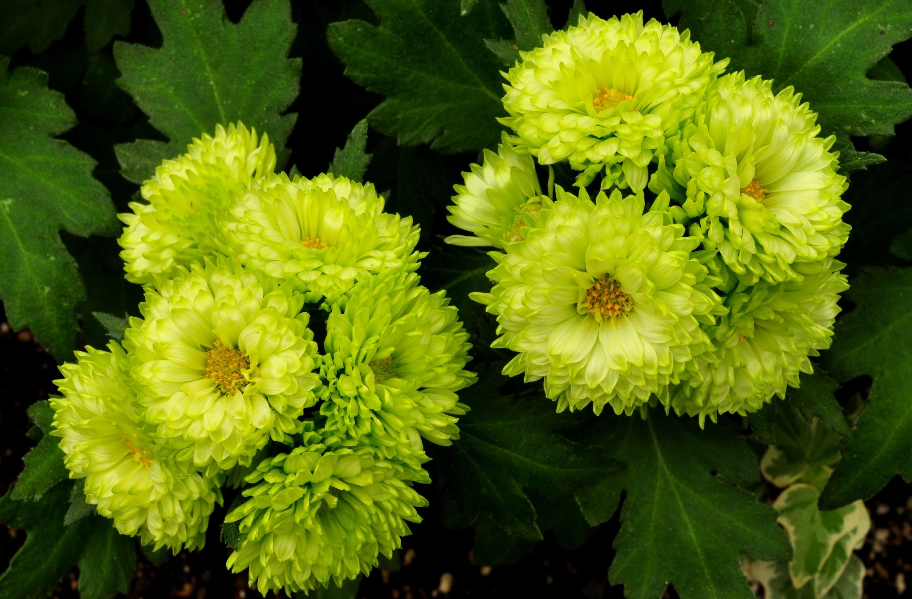 close-up, summer, plant, leaf, nature, green, growth, beauty In Nature, green Color, petaled, organic, 2K, no People, chrysanthemum, botany, flowerbed, HD Wallpaper