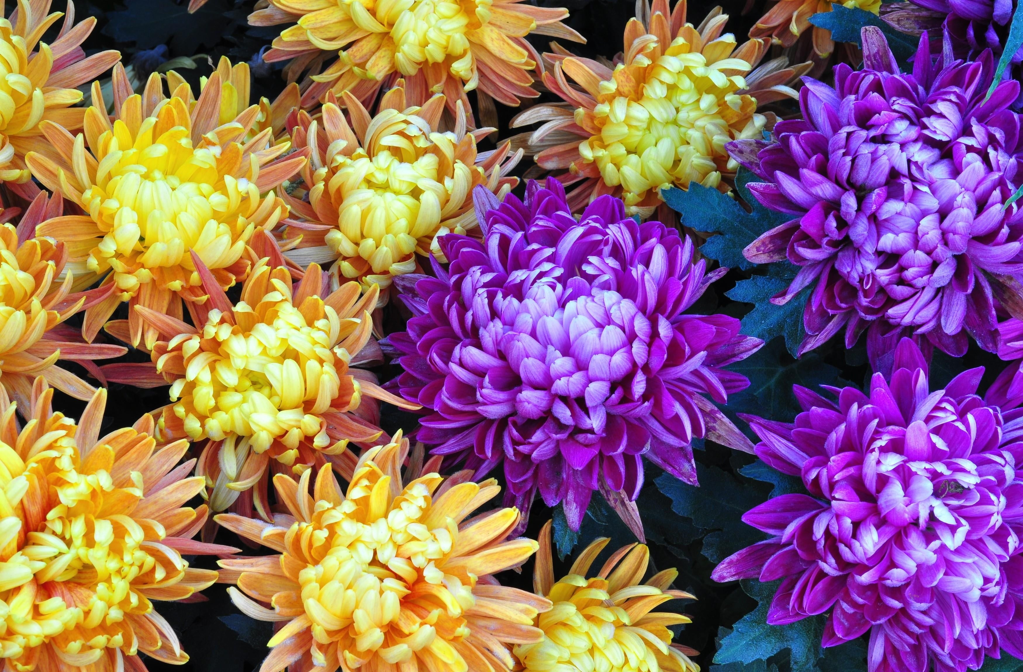 summer, blossom, decoration, flower, colors, flowers, red, choice, flowering plant, close-up, leaf, purple, flower arrangement, vulnerability, growth, nature, HD Wallpaper