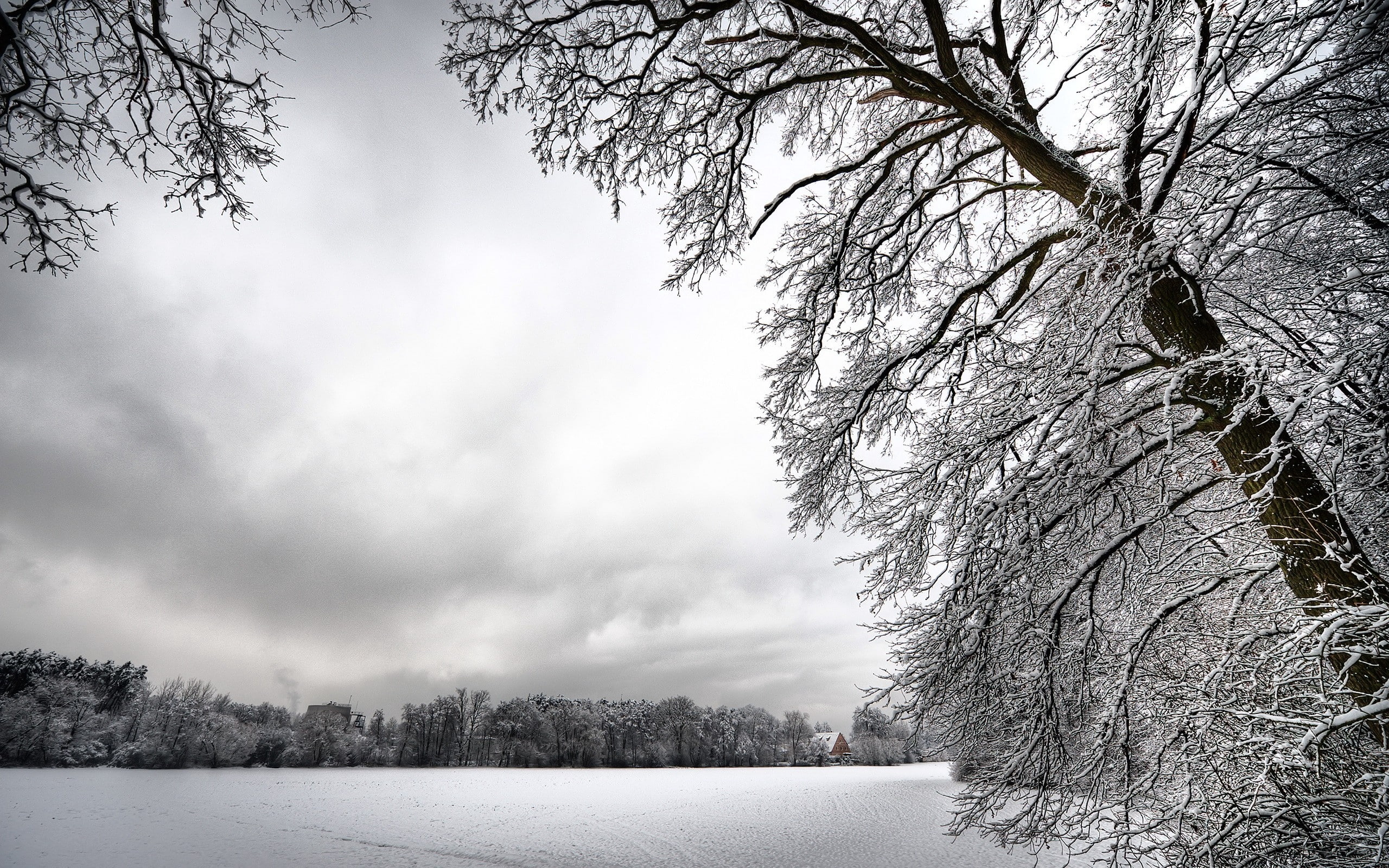 trees, winter, hoarfrost, 2K, inclination, dullness, HD Wallpaper