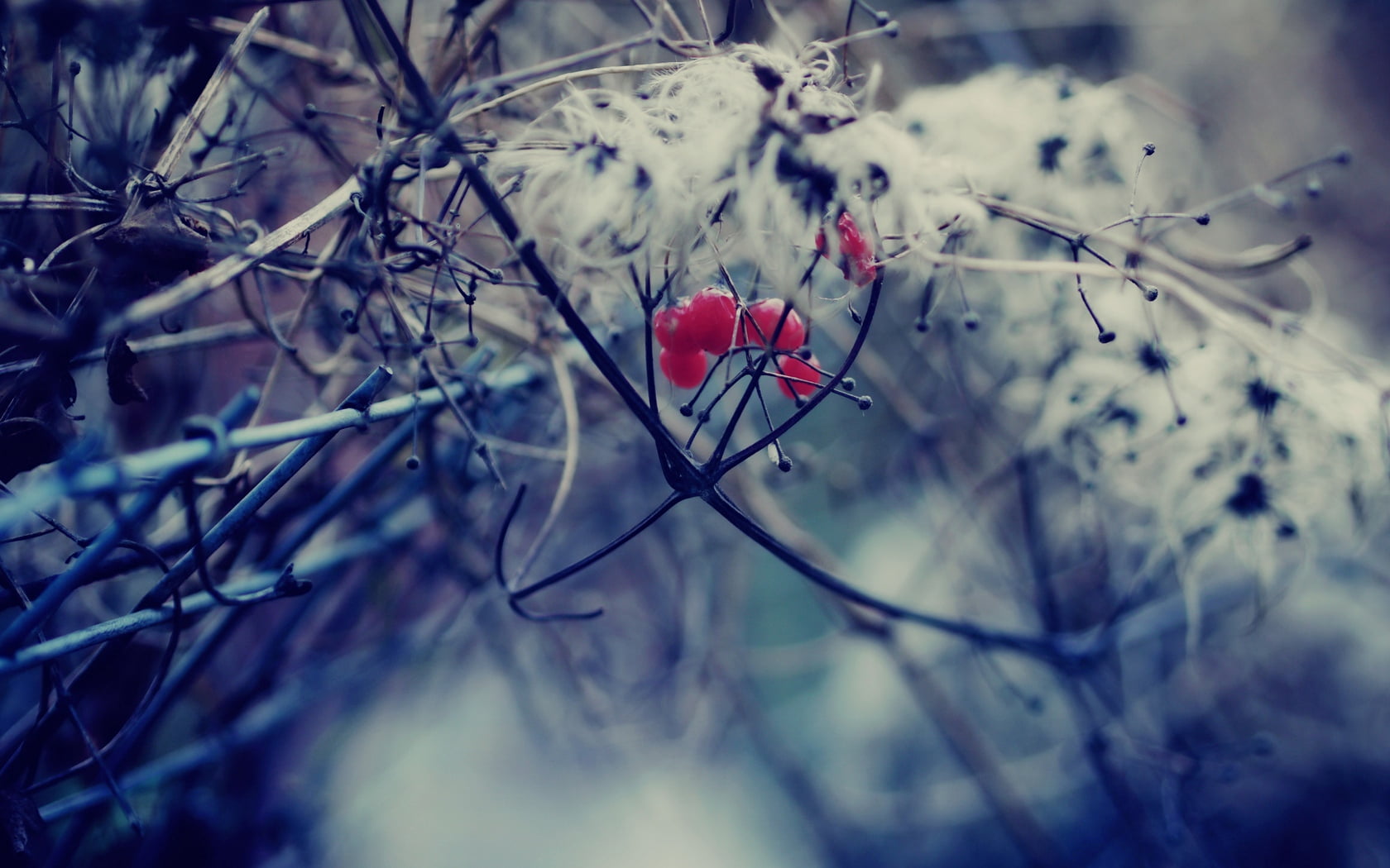 growth, frost, cold - Temperature, outdoors, no People, fragility, flower, selective focus, beauty In Nature, plant, 720P, cherries, vulnerability, guelder-rose, HD Wallpaper