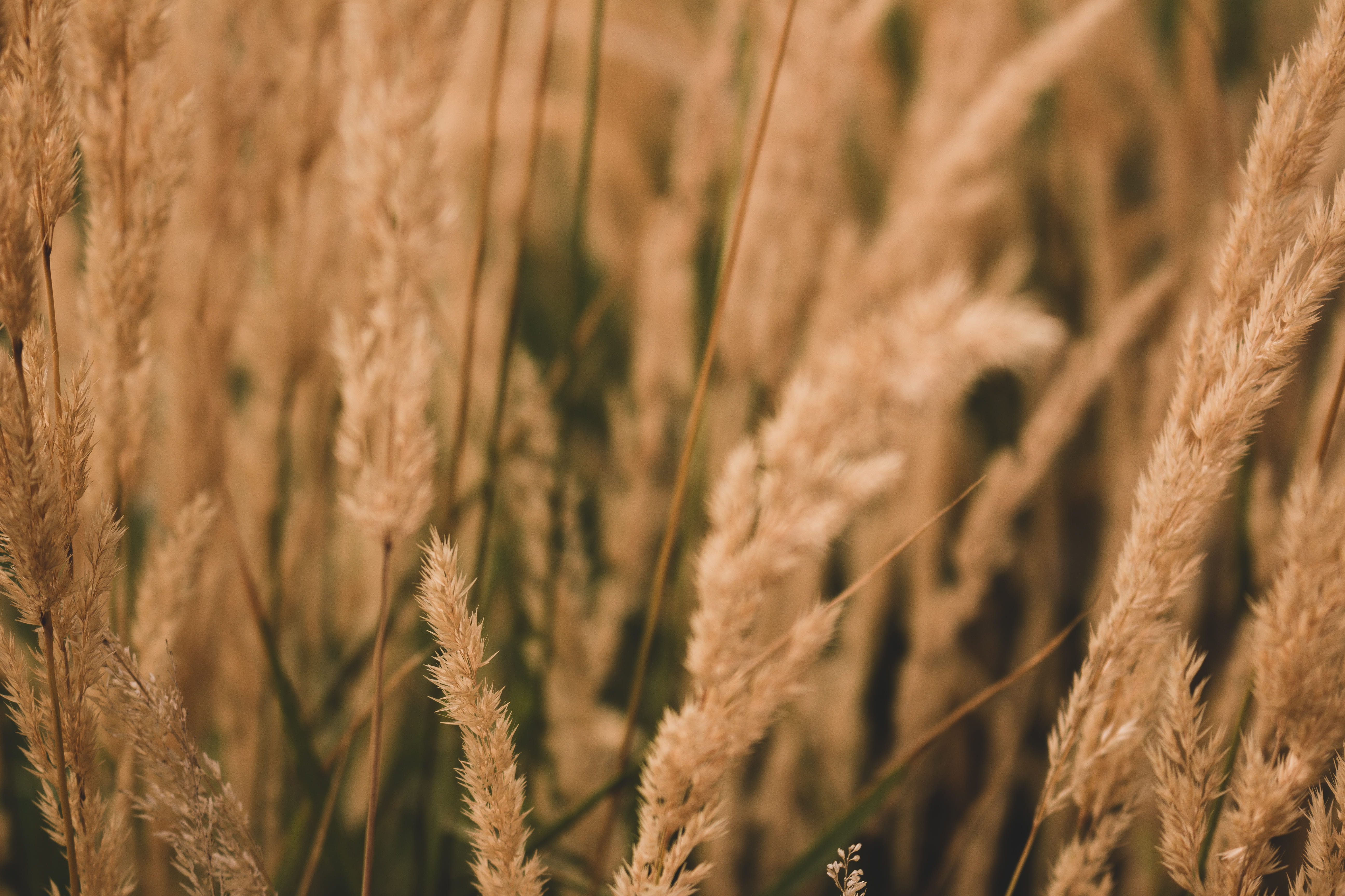 golden, outdoors, brown, wheat, agriculture, rural scene, background, flora, no people, dull, crop, foliage, 5K, field, close-up, farm, landscape, land, HD Wallpaper