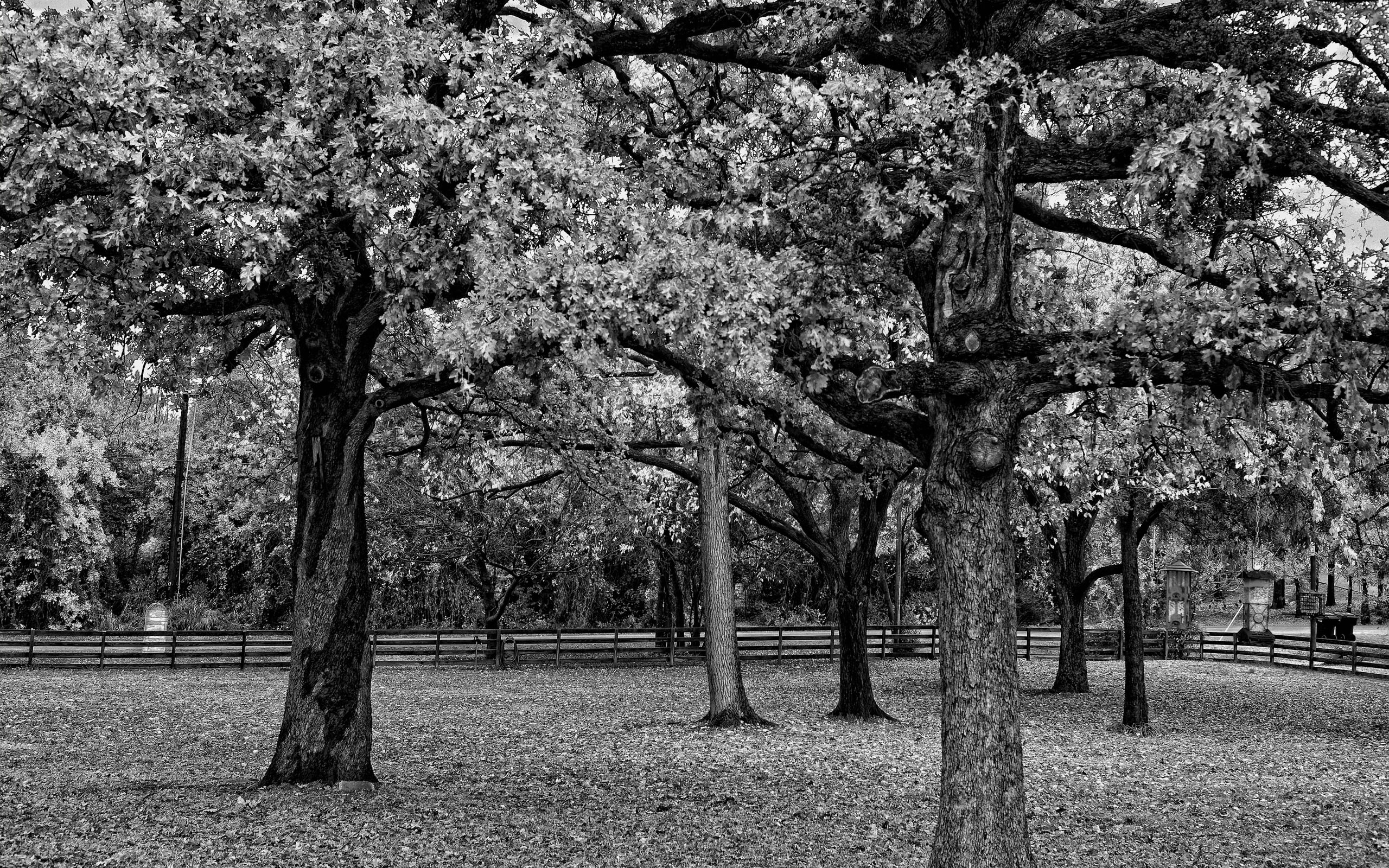no People, scenics, old, trunk, 2K, central Park, tree trunk, protection, dullness, black-and-white, branch, growth, season, old-fashioned, tree, treelined, HD Wallpaper