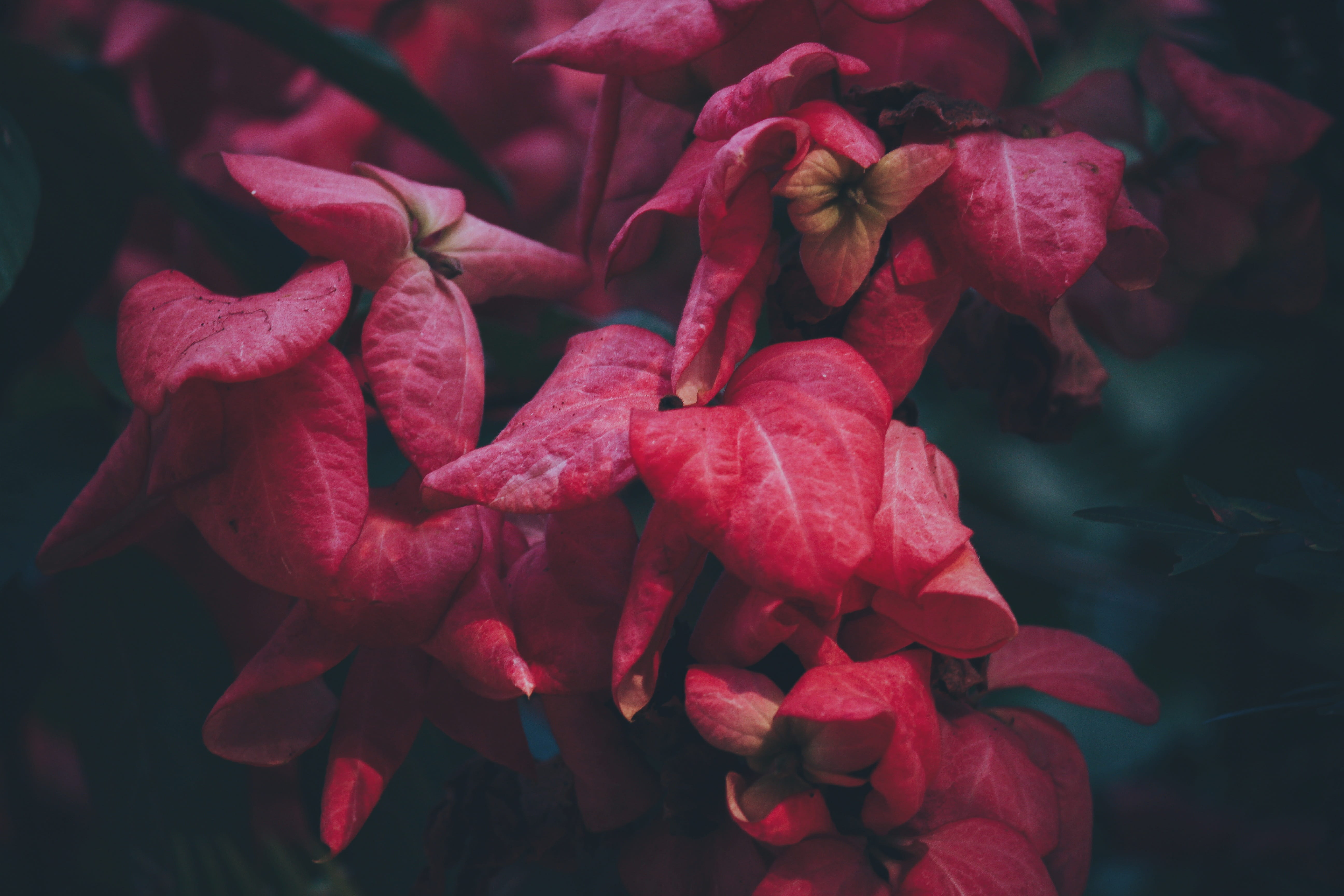 5K, focus on foreground, dark, no people, close-up, flowering plant, rose - flower, flower, vulnerability, red, growth, mood, plants, outdoors, winter, HD Wallpaper