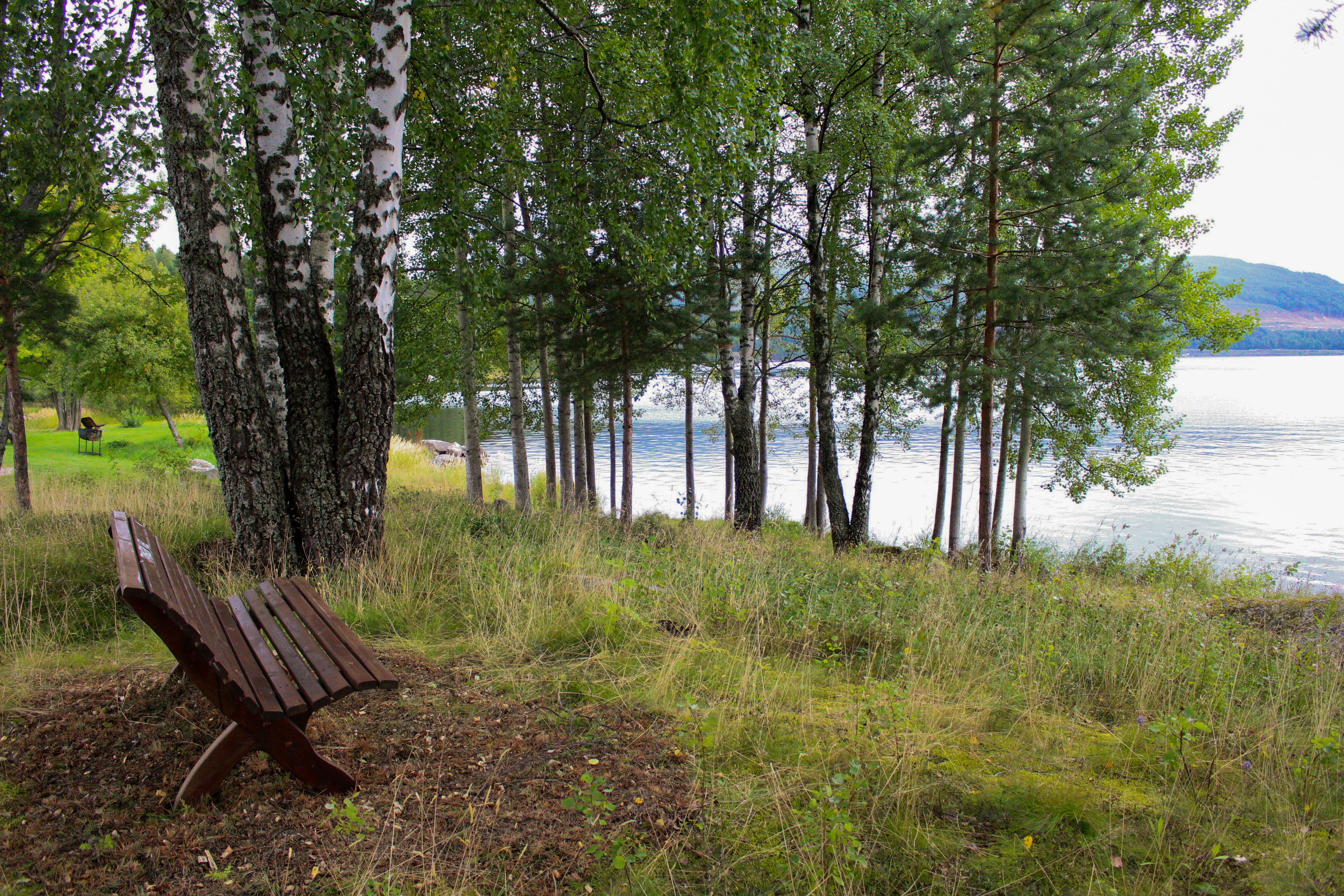 outdoors, trunk, bench, green, tree, green color, empty, fall, park, land, tranquil scene, summer, tranquility, 5K, lake, dull, no people, autumn, lonely, HD Wallpaper