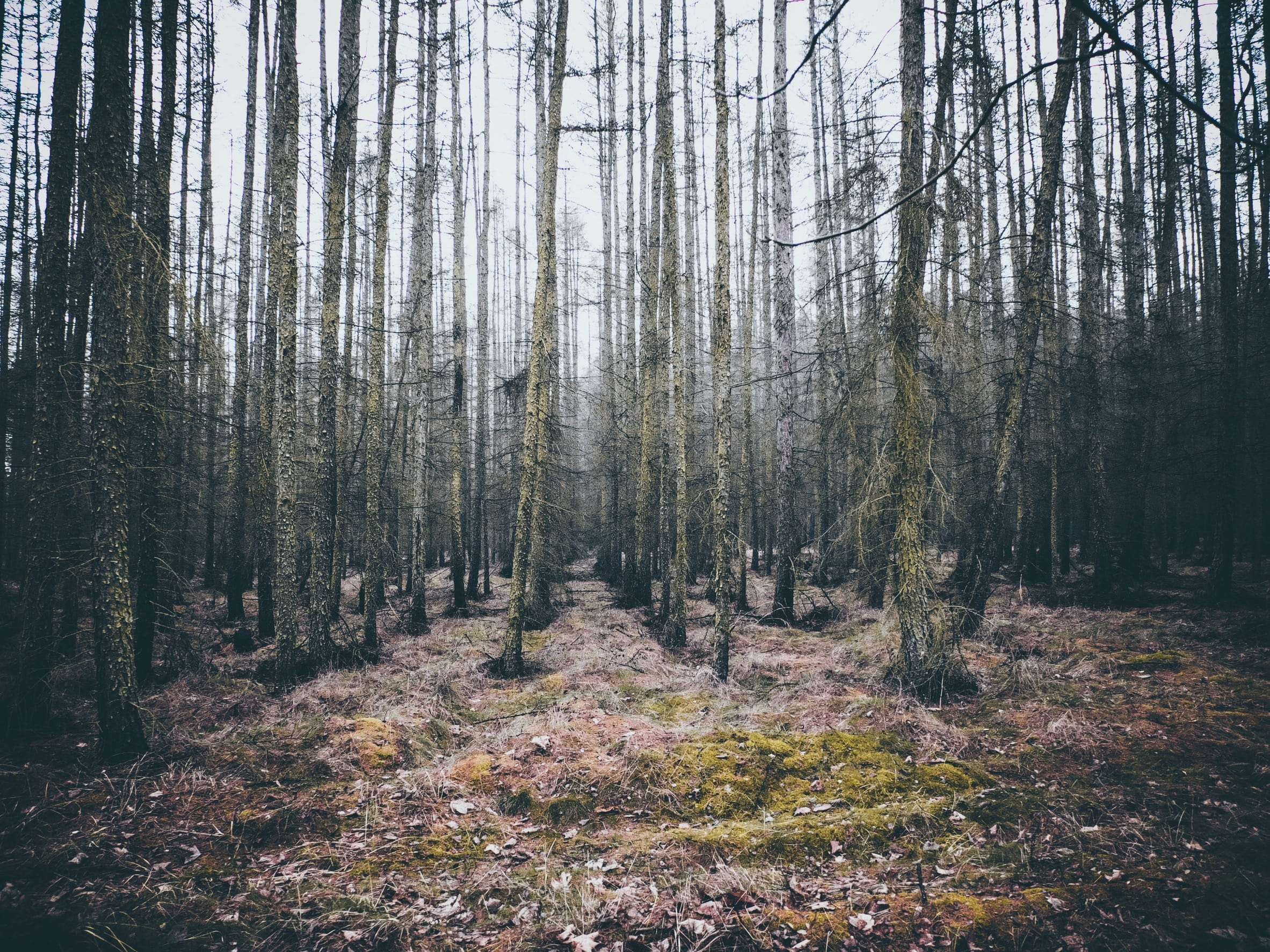 non-urban scene, dull, tranquility, scenics - nature, nature, trail, no people, woodland, season, remote, landscape, atmosphere, tree, plant, trees, land, HD Wallpaper